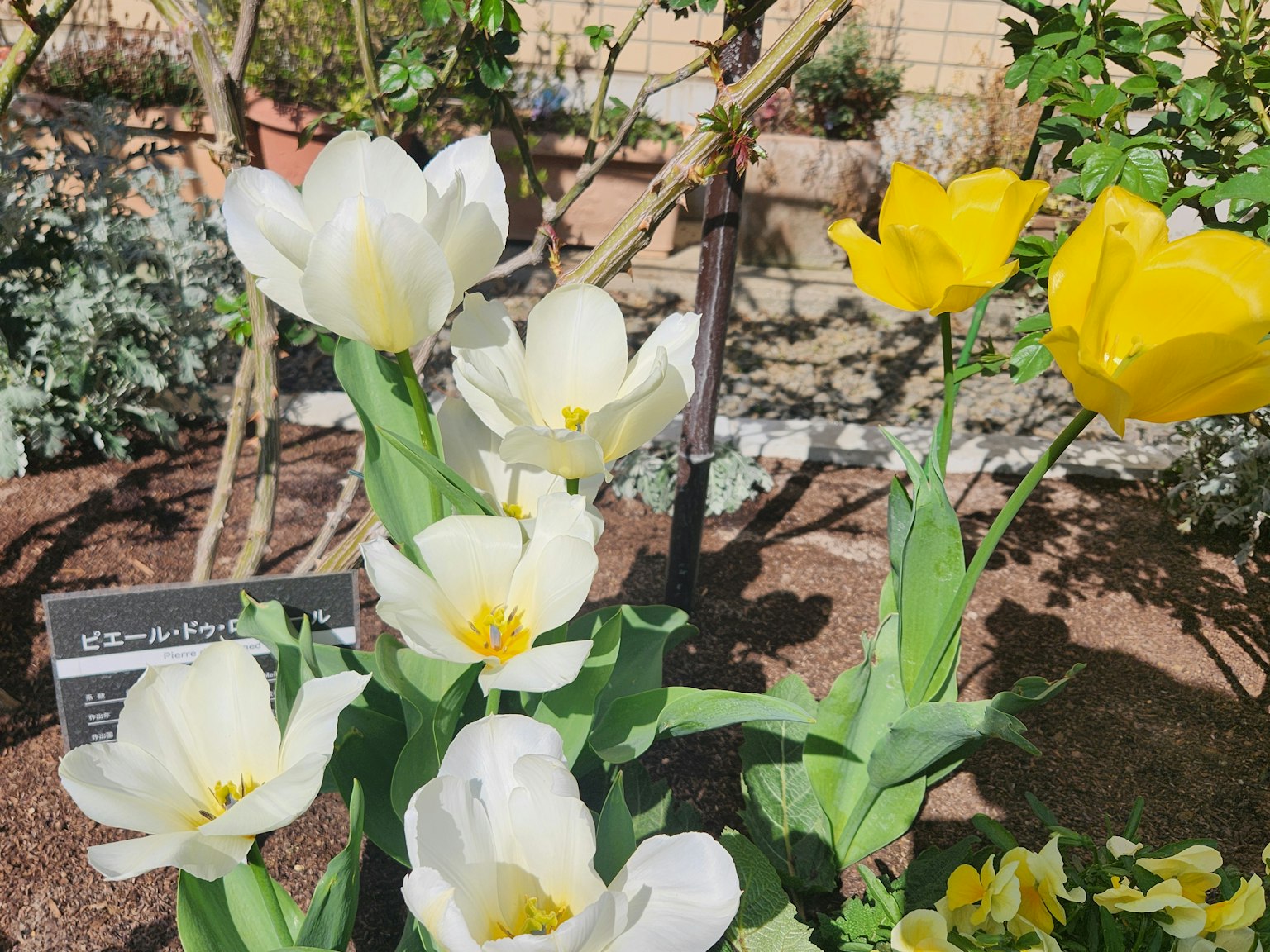Una escena de jardín con tulipanes blancos y amarillos en flor