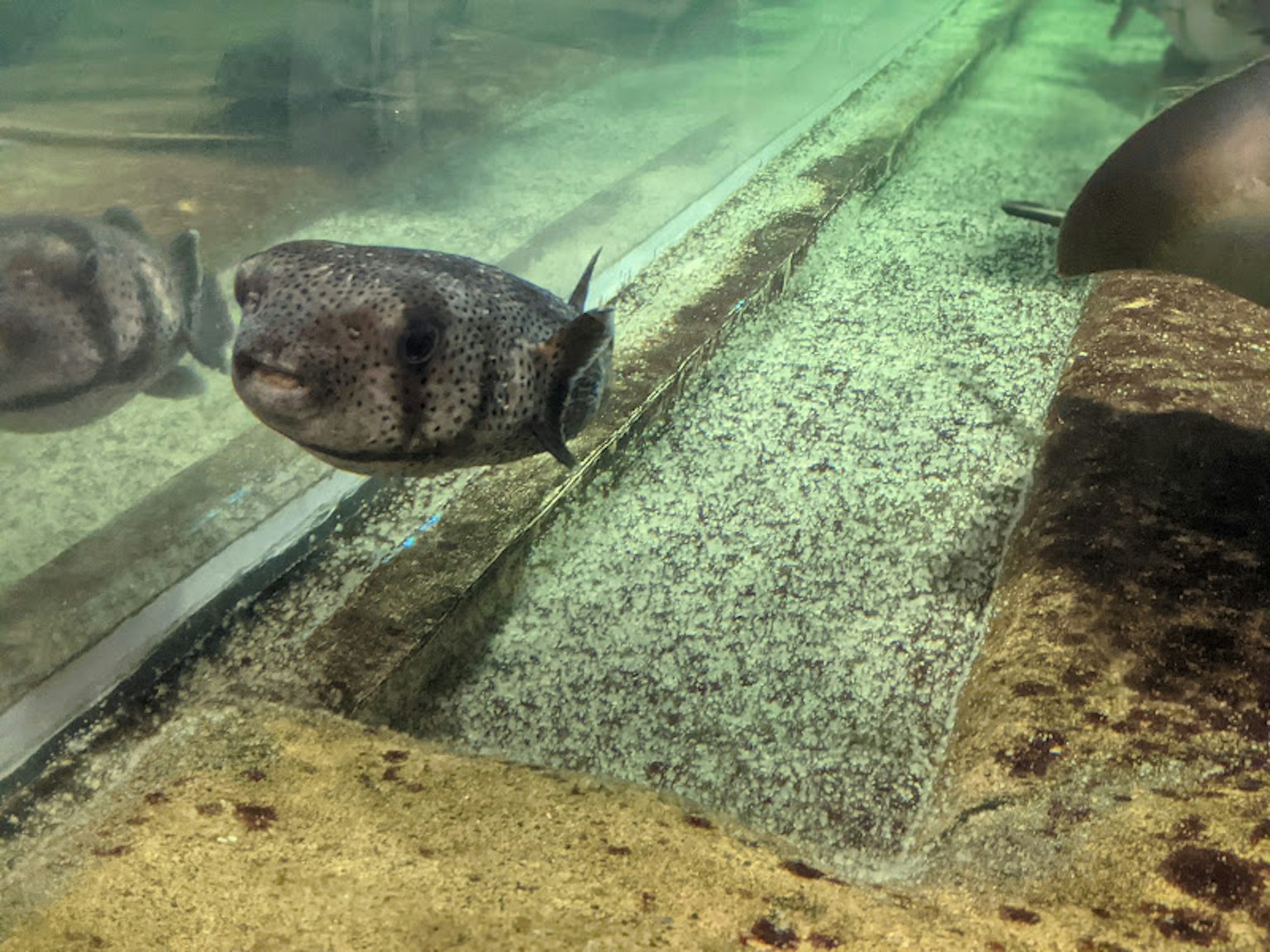 A clear image of a fish swimming in water with green hues and a sandy bottom