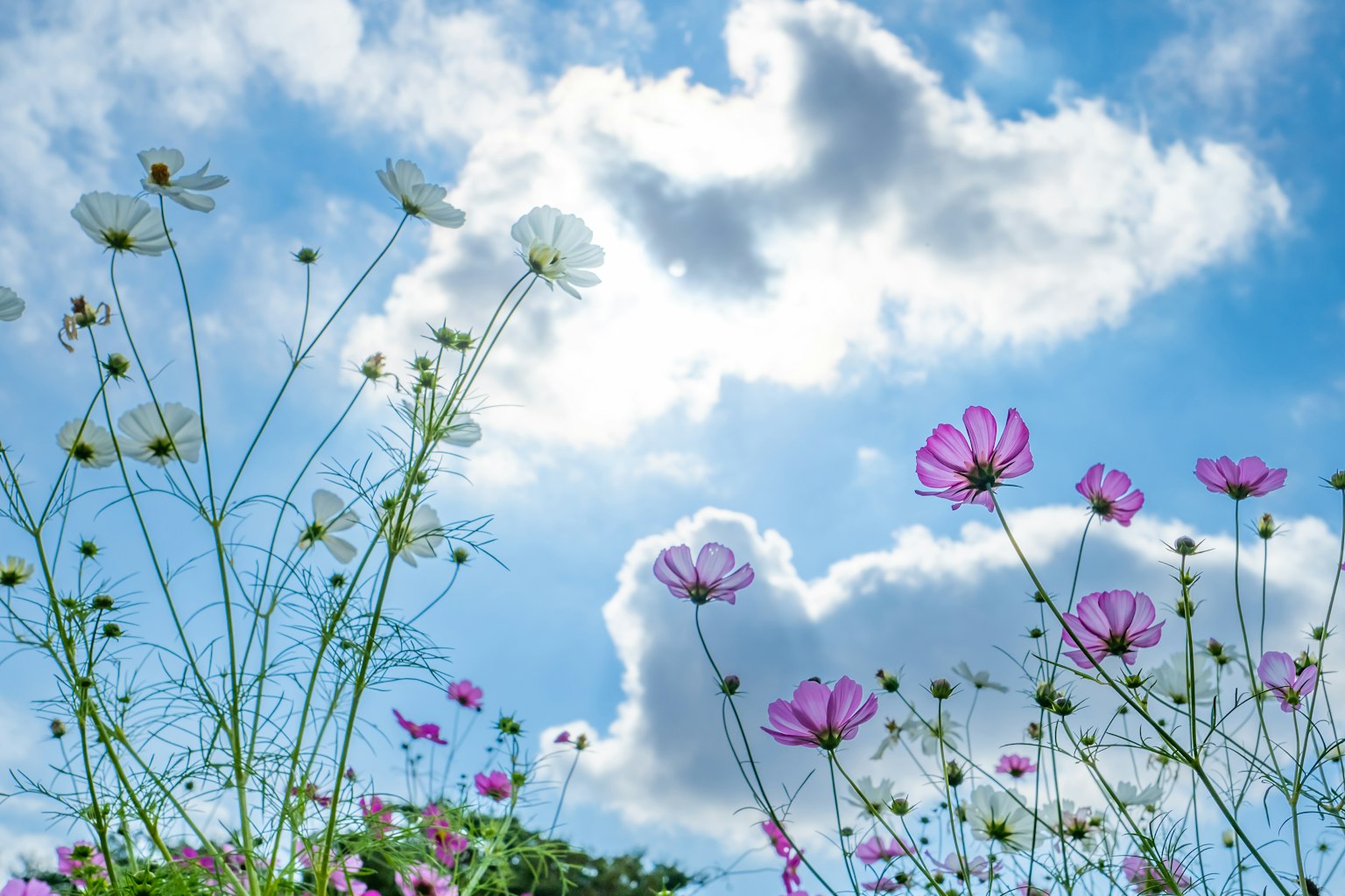 Pink and white cosmos flowers blooming under a blue sky with fluffy clouds