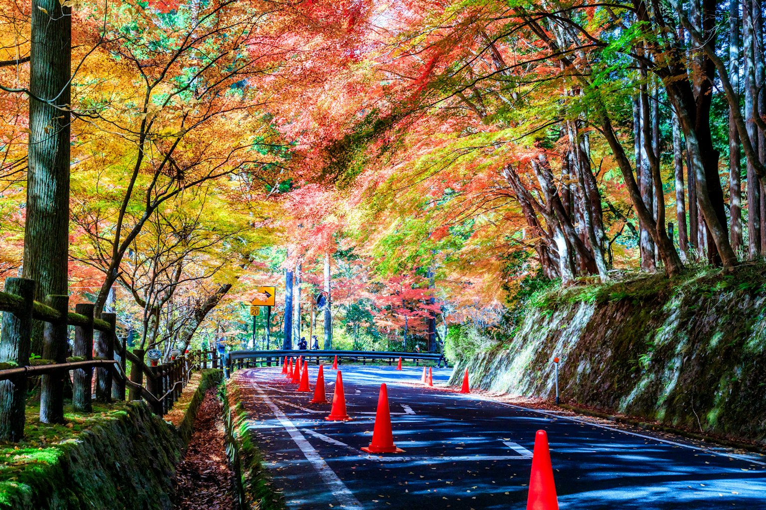 被秋天的樹葉包圍的道路和橙色交通錐