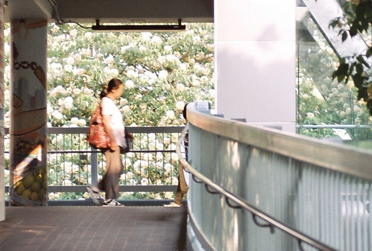花の咲く中庭を見下ろす屋外テラスの手すりと人物