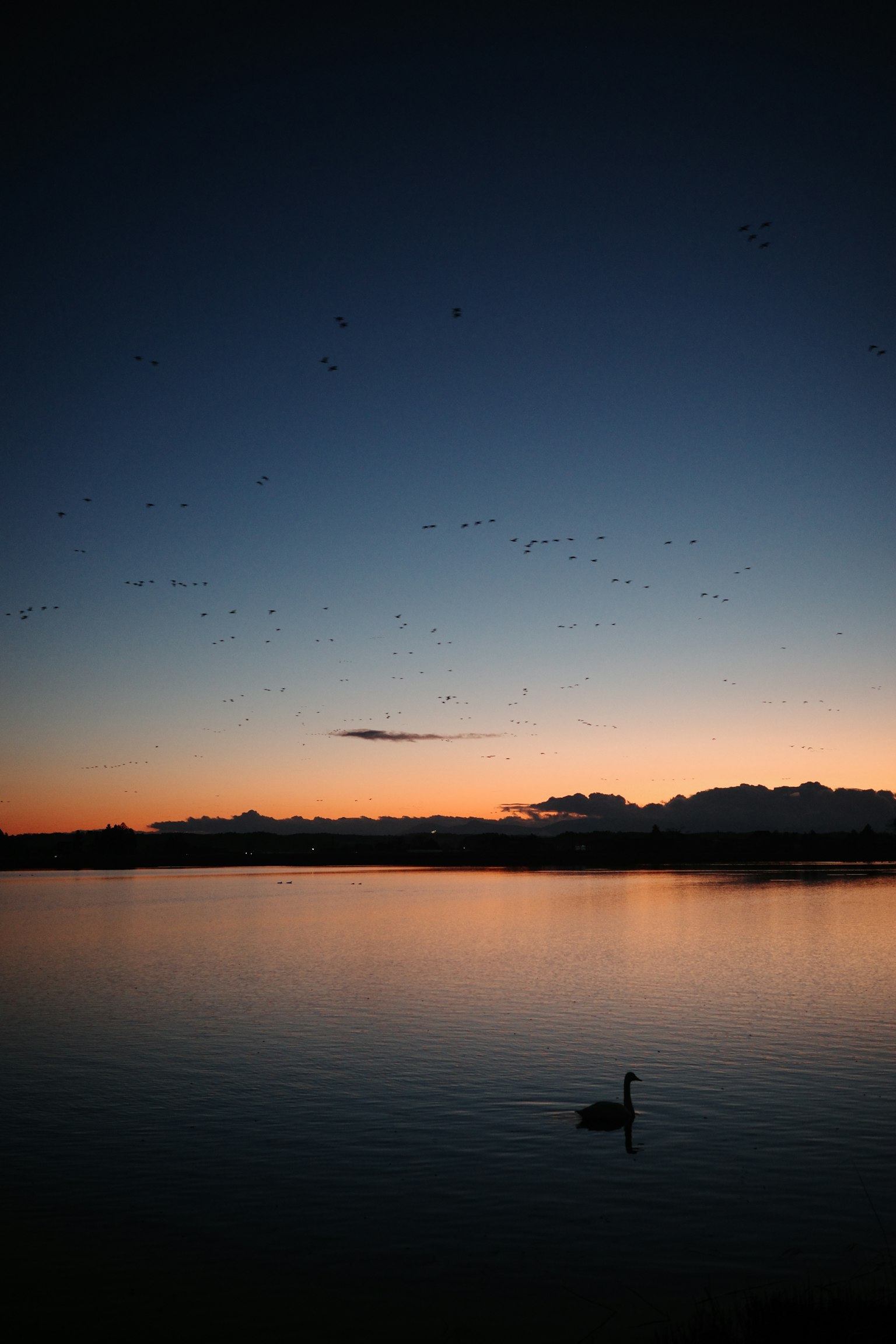 Un lago sereno con un cisne y un cielo al atardecer