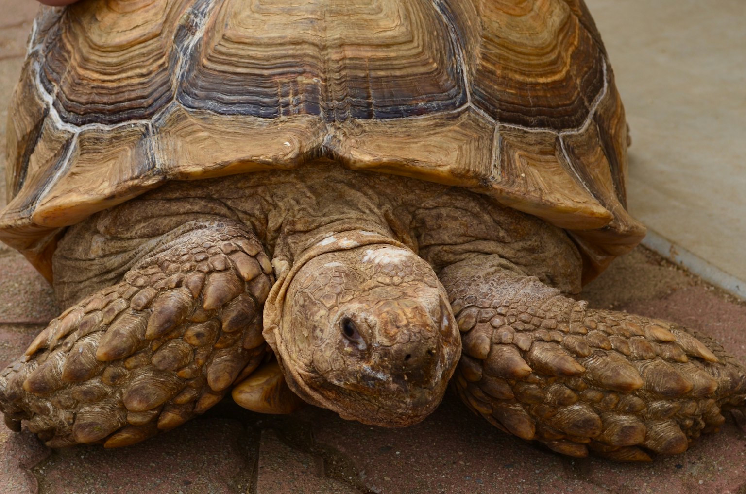 Close-up of a tortoise with distinctive shell patterns
