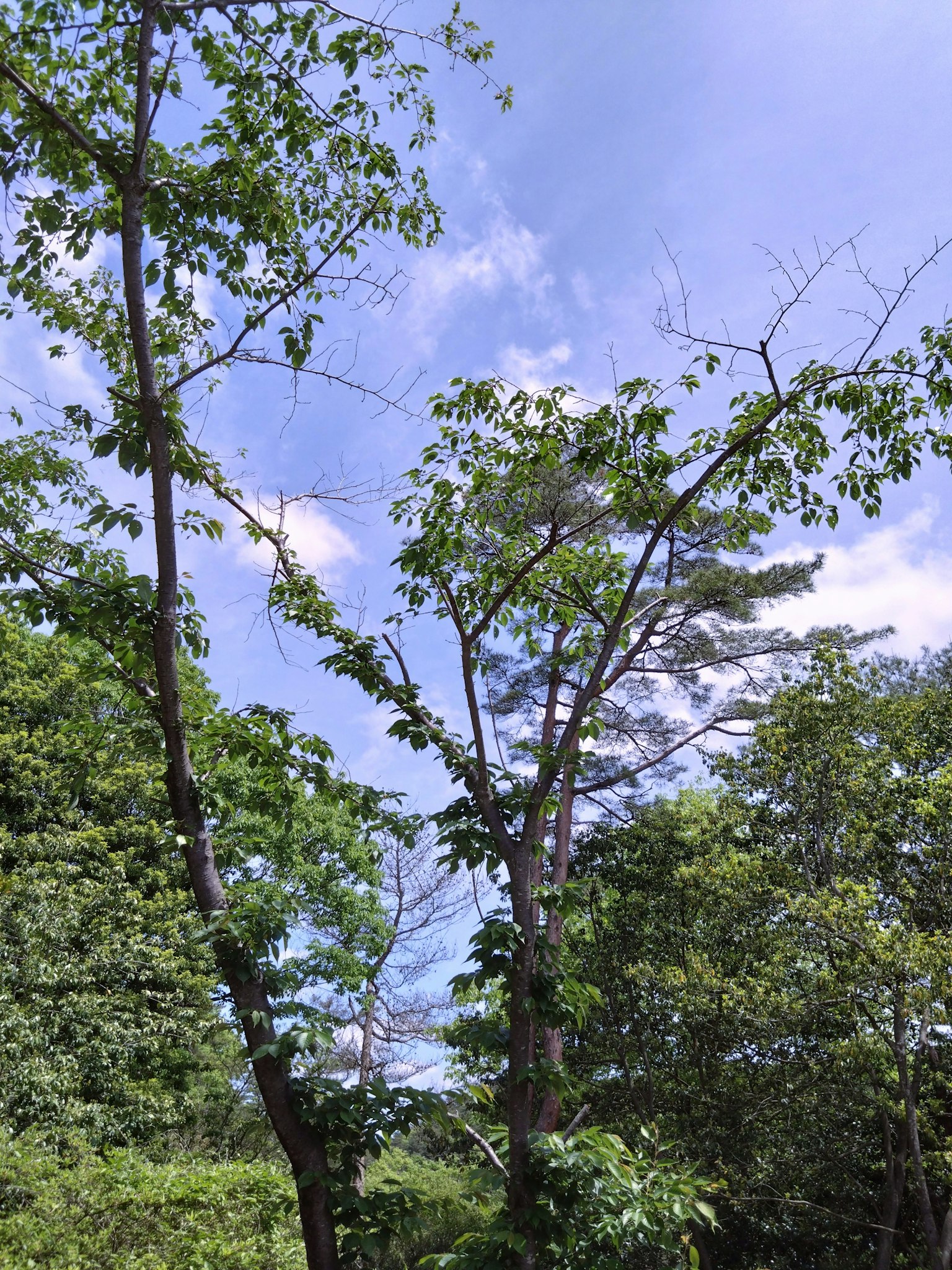 Árboles con hojas verdes bajo un cielo azul