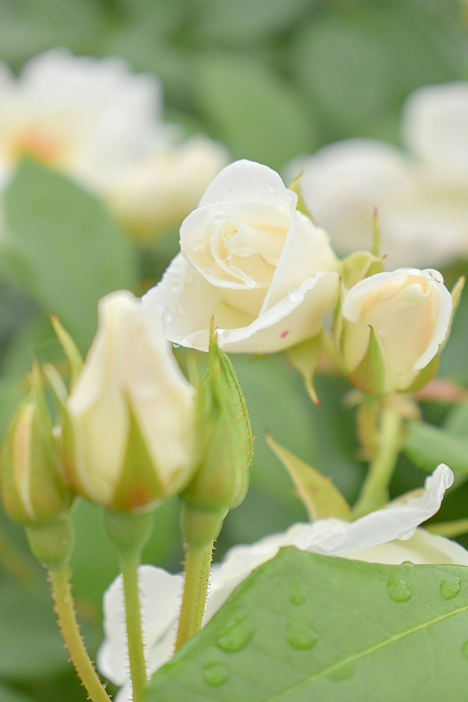 photo-2BY5qHA2tDbNzXBWG77w-image