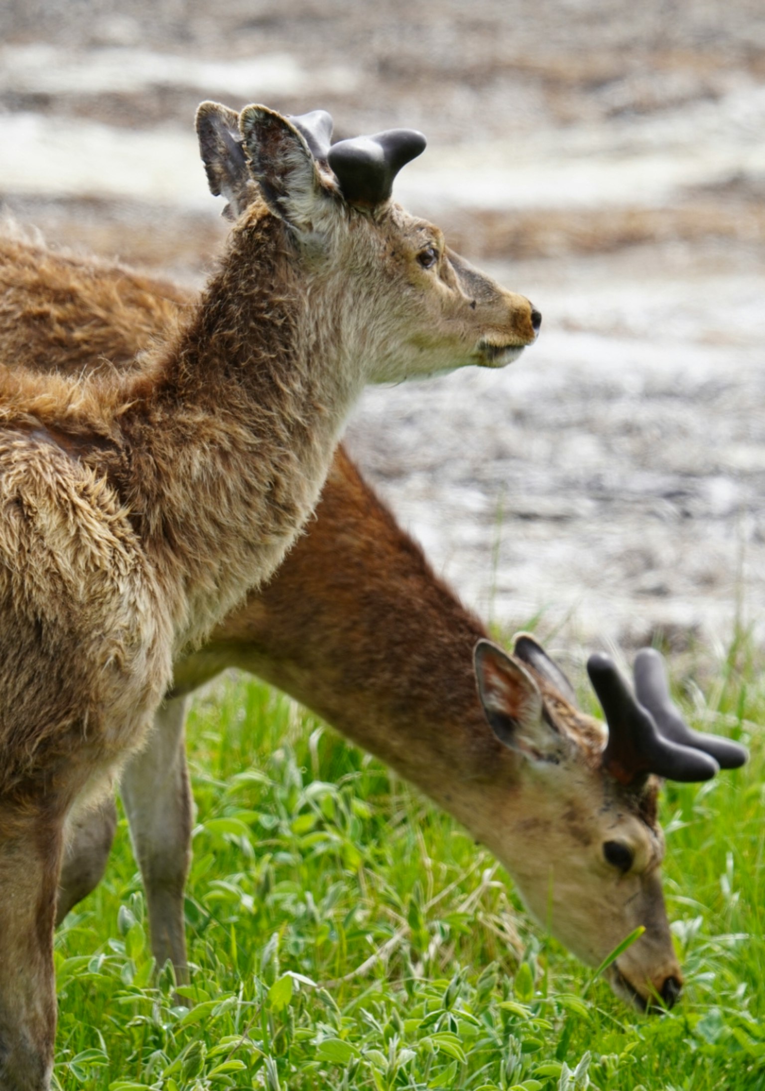 Two deer grazing on grass near a body of water