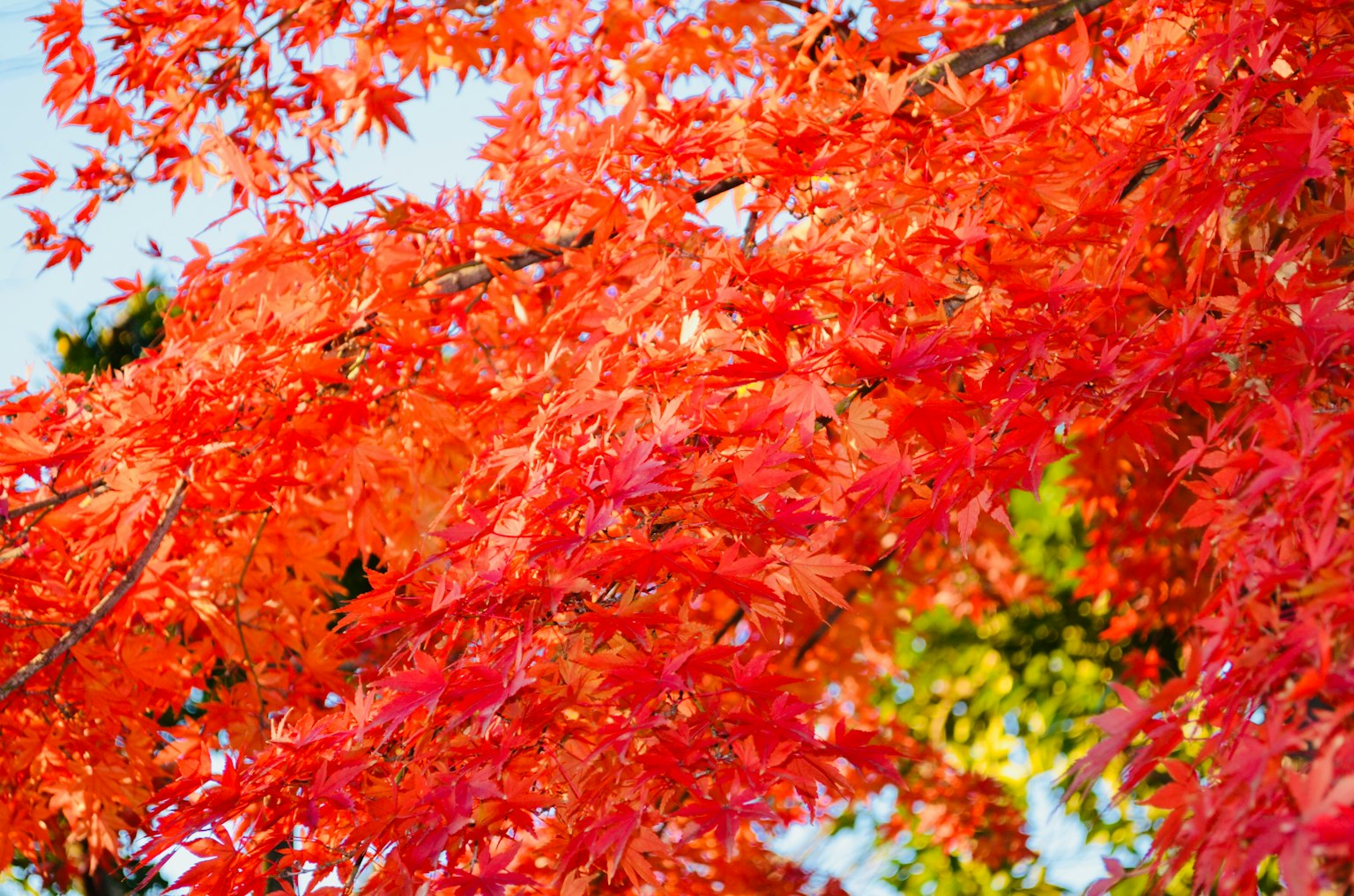 Lebendige rote Ahornblätter breiten sich unter einem klaren blauen Himmel aus