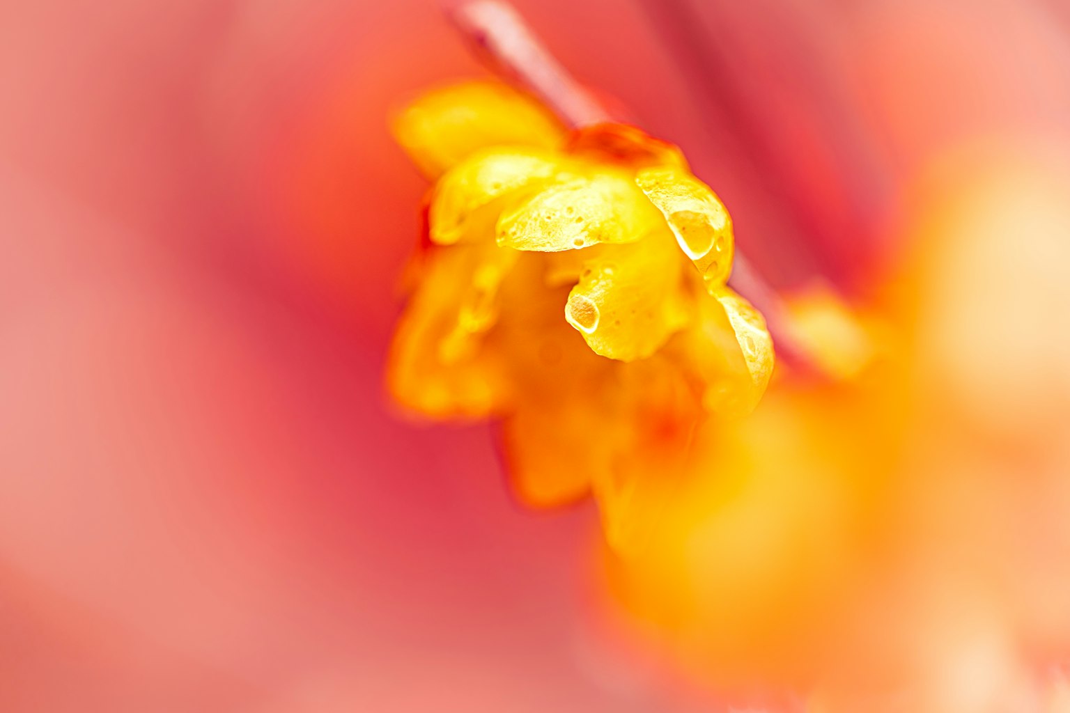 Nahaufnahme einer lebhaften orangefarbenen Blume mit einem sanften rosa Hintergrund