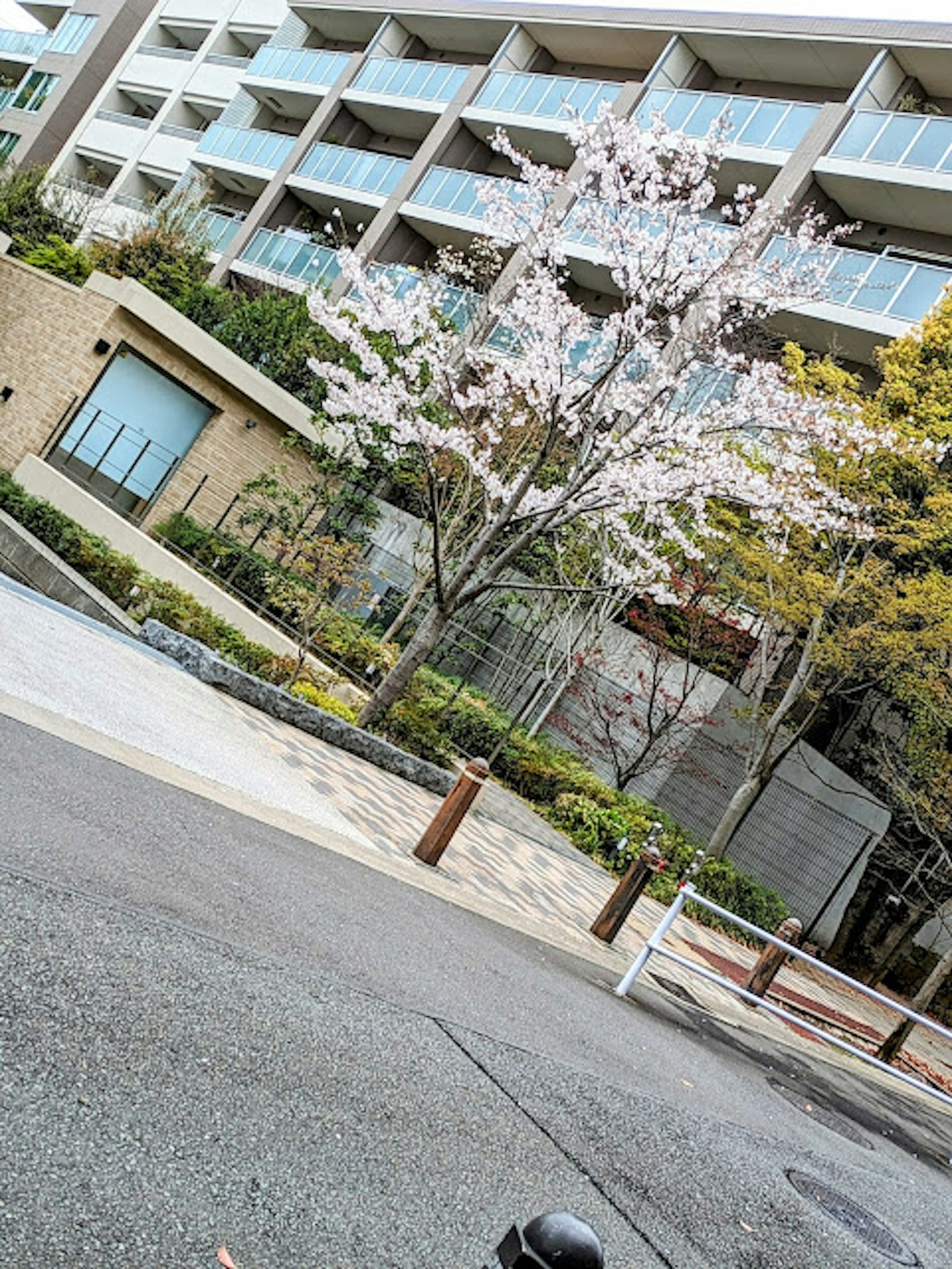 View of a residential area featuring a blooming cherry blossom tree with modern buildings and greenery