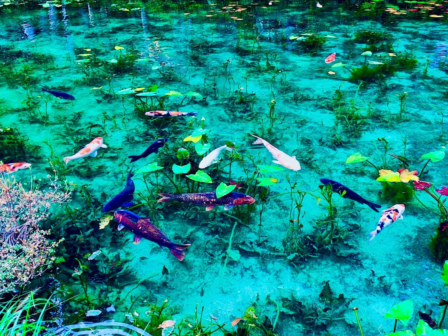 青い水に浮かぶ色とりどりの魚のいる池の水面