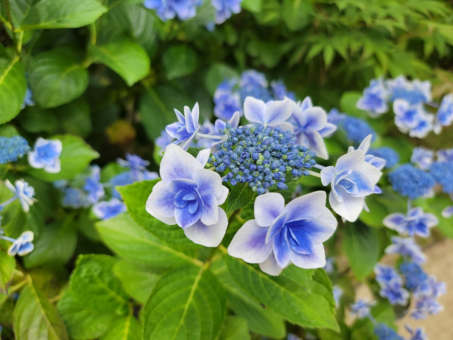 Primo piano di una pianta fiorita blu con fiori di ortensia