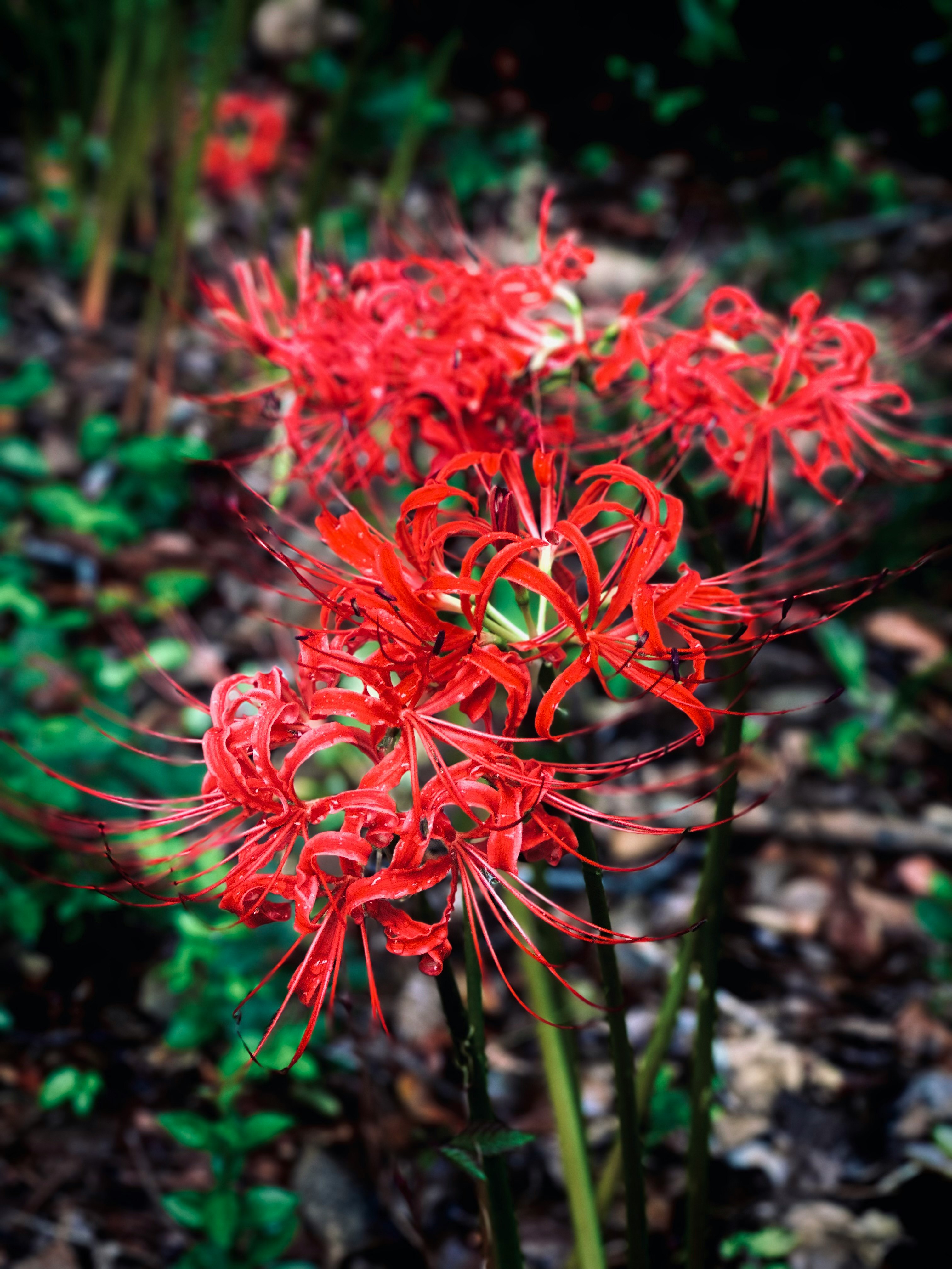 red spider lily blossoms in an autumn garden scene