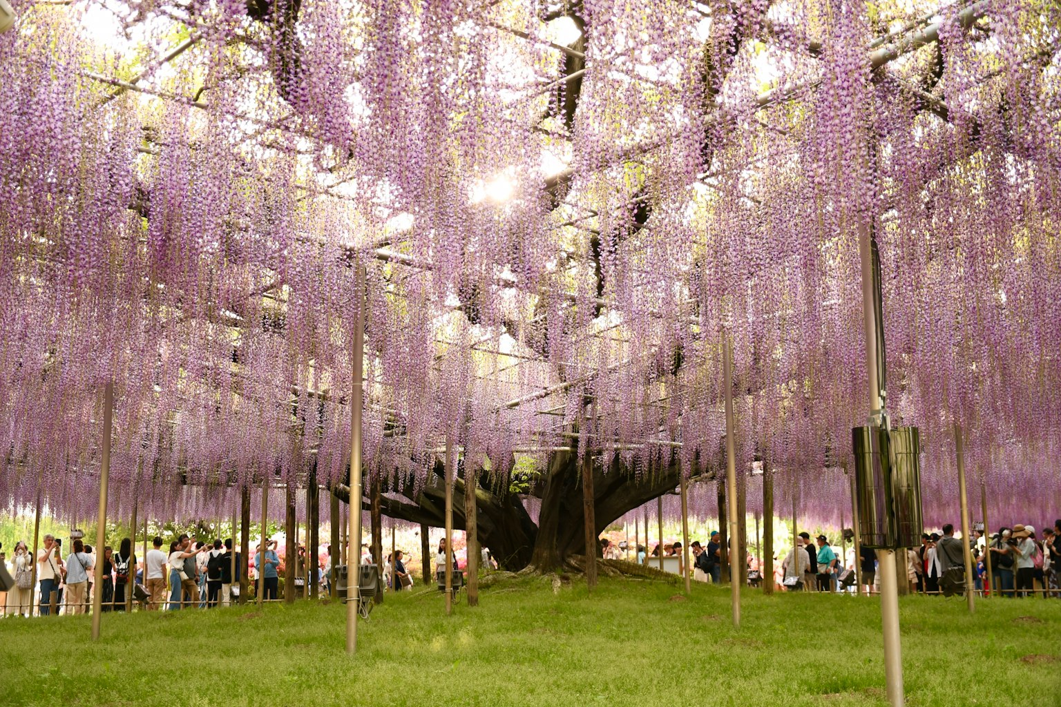 Persone riunite sotto un bellissimo tunnel di fiori di glicine viola in fiore