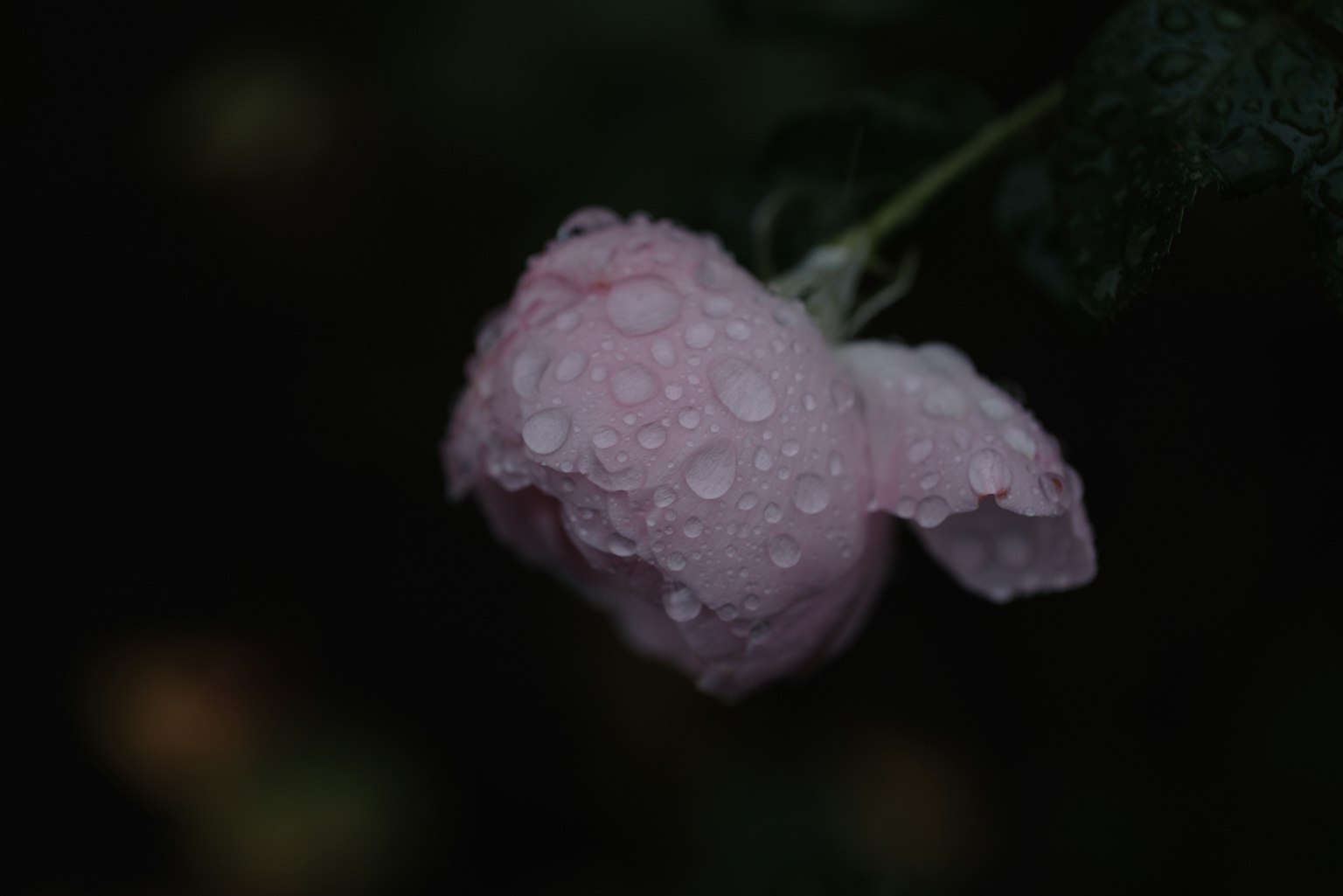 一朵带水滴的粉色玫瑰花瓣在黑暗背景上