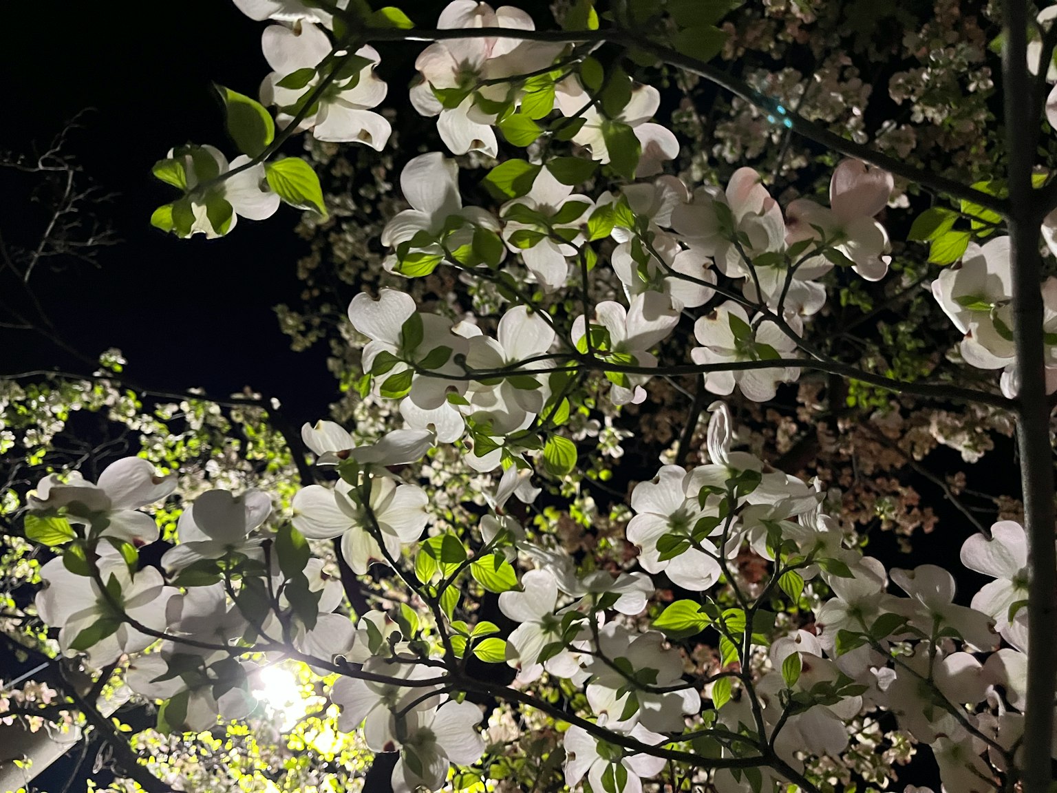 Escena nocturna con flores blancas y hojas verdes