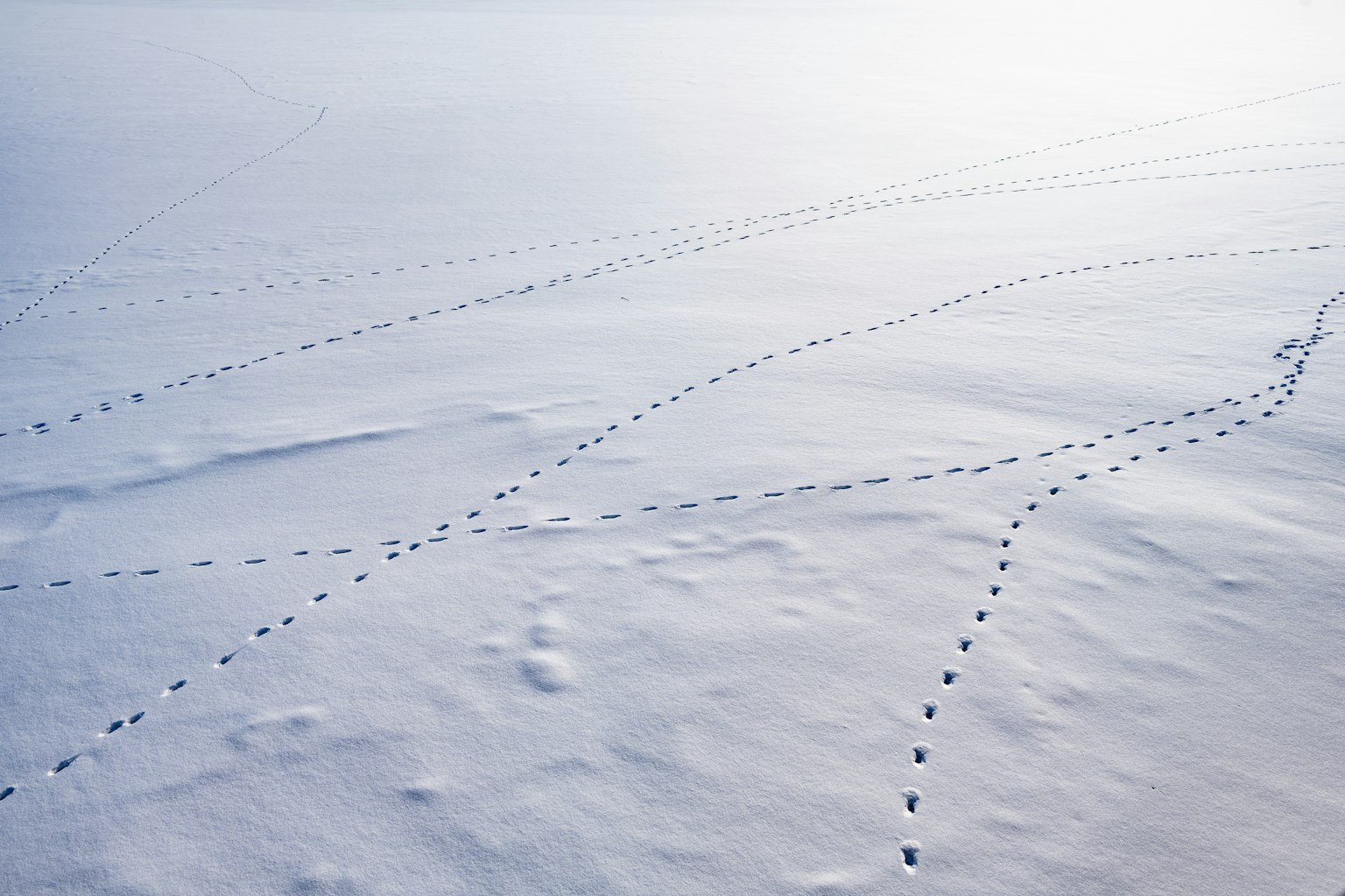 Motifs de traces d'animaux dans la neige