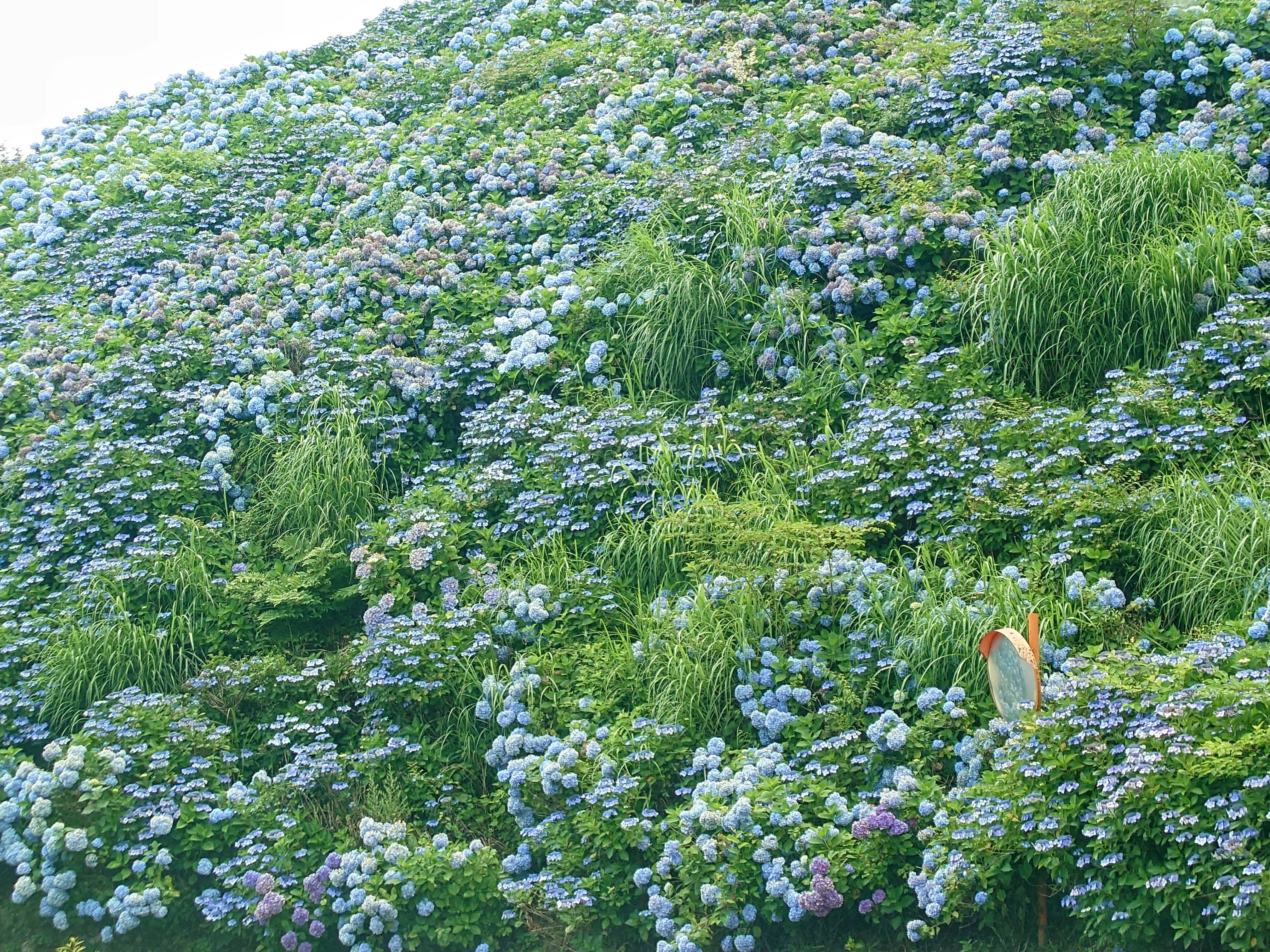 紫陽花の花とカーブミラーが並ぶ路地の景色