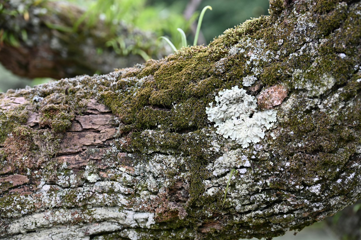 Close-up image of a tree trunk showing moss and lichen