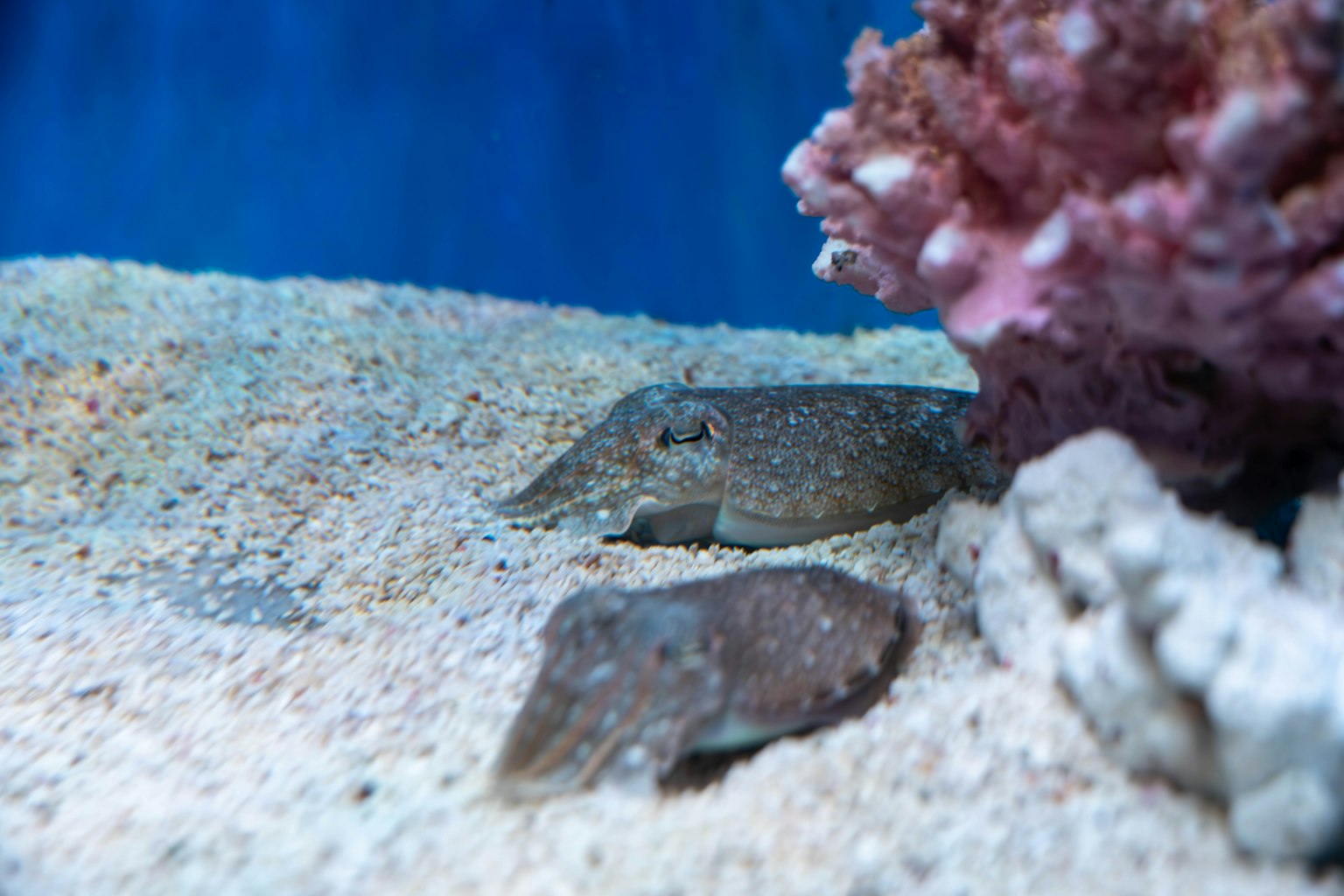 Seiche se reposant sur le sable près d'un corail dans un aquarium