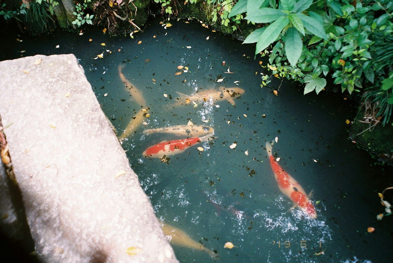 ปลาคาร์พว่ายน้ำในบ่อที่ถูกล้อมรอบด้วยพืชสีเขียว