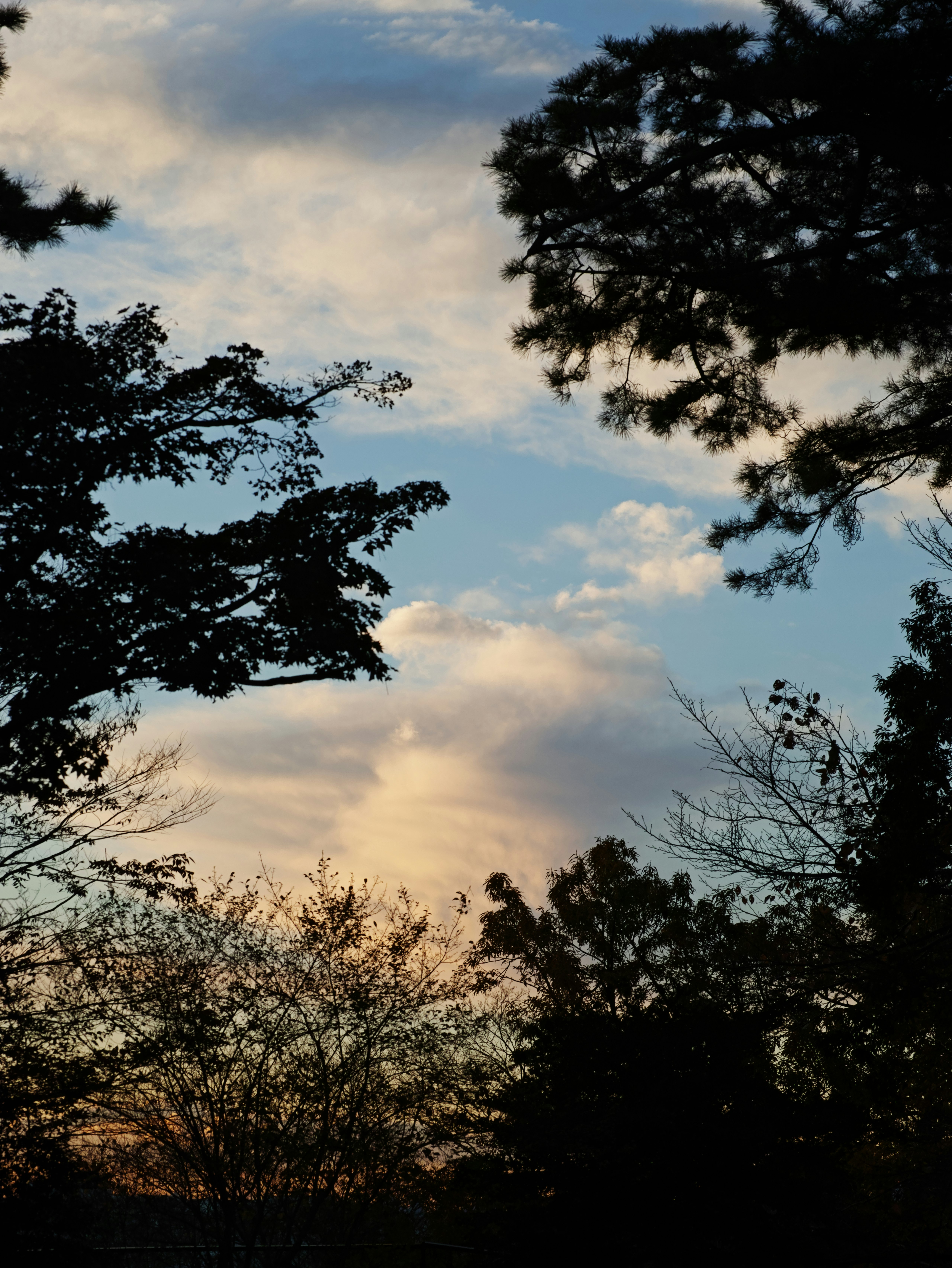 cielo al anochecer con árboles en silueta