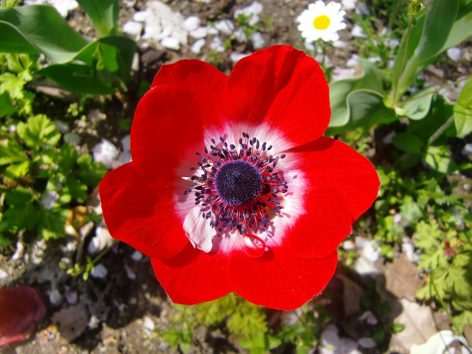 Fleur d'anémone rouge vif en pleine floraison au centre