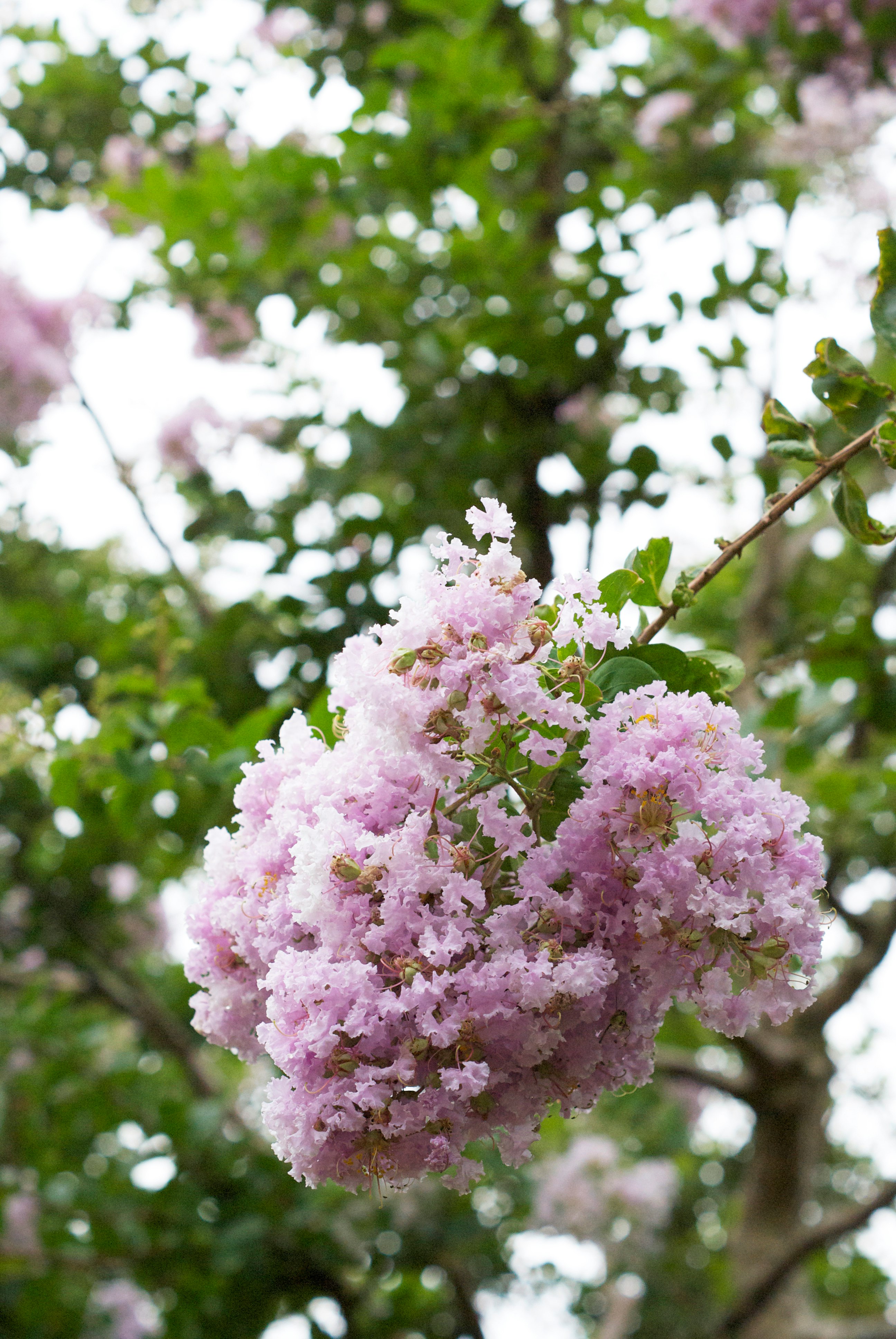 ピンクの花が咲く木の枝のクローズアップ