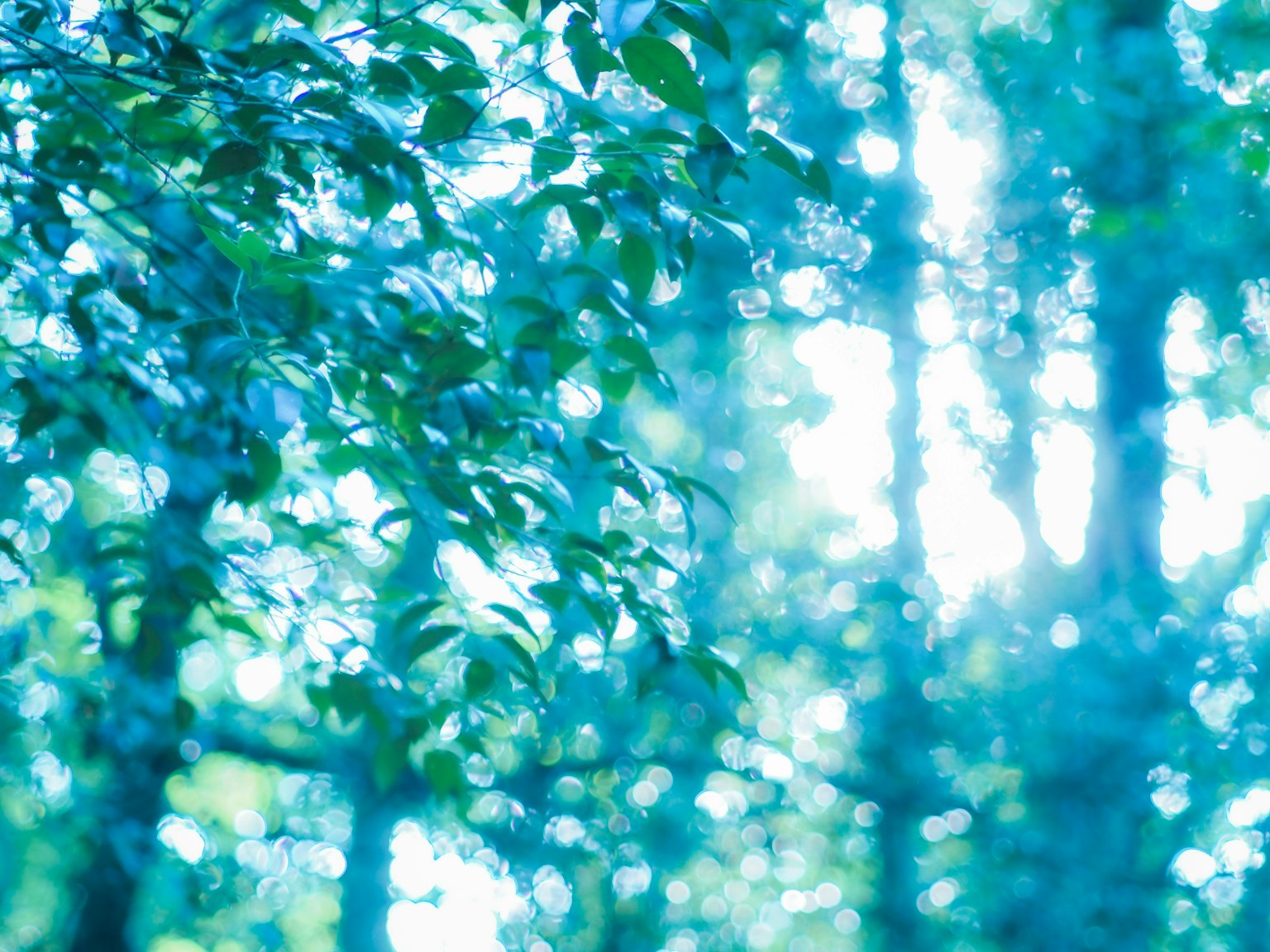 Foglie in una foresta illuminate da una luce blu