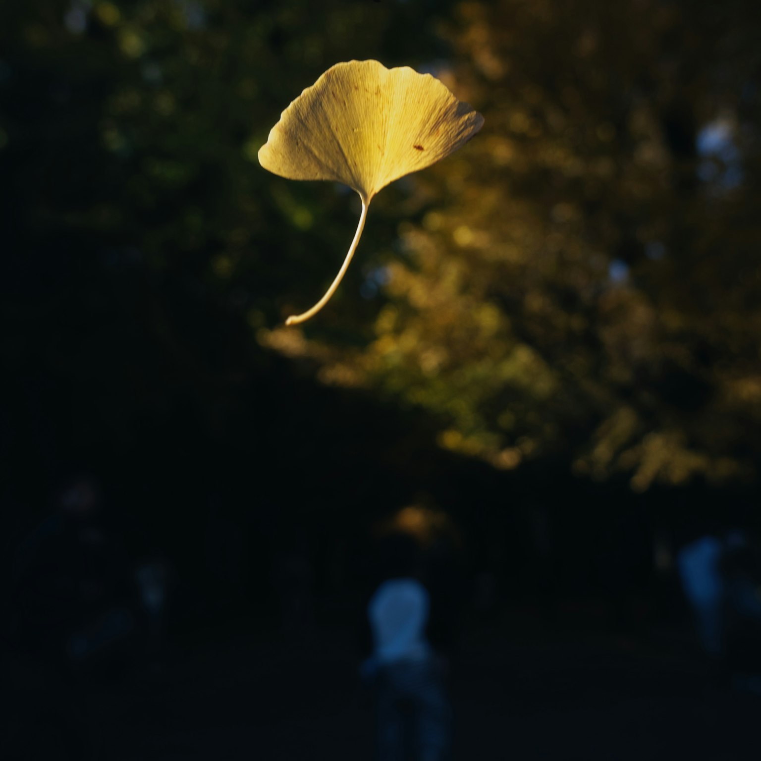 Floating golden ginkgo leaf with blurred figures in the background