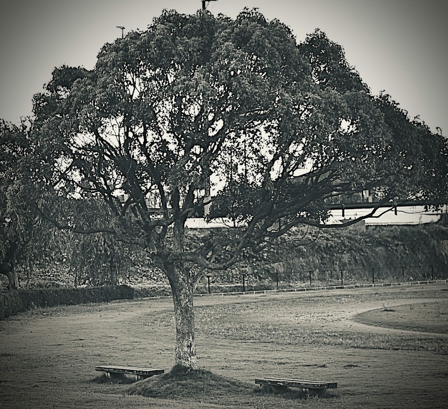 Silhouette d'un grand arbre dans un parc en noir et blanc