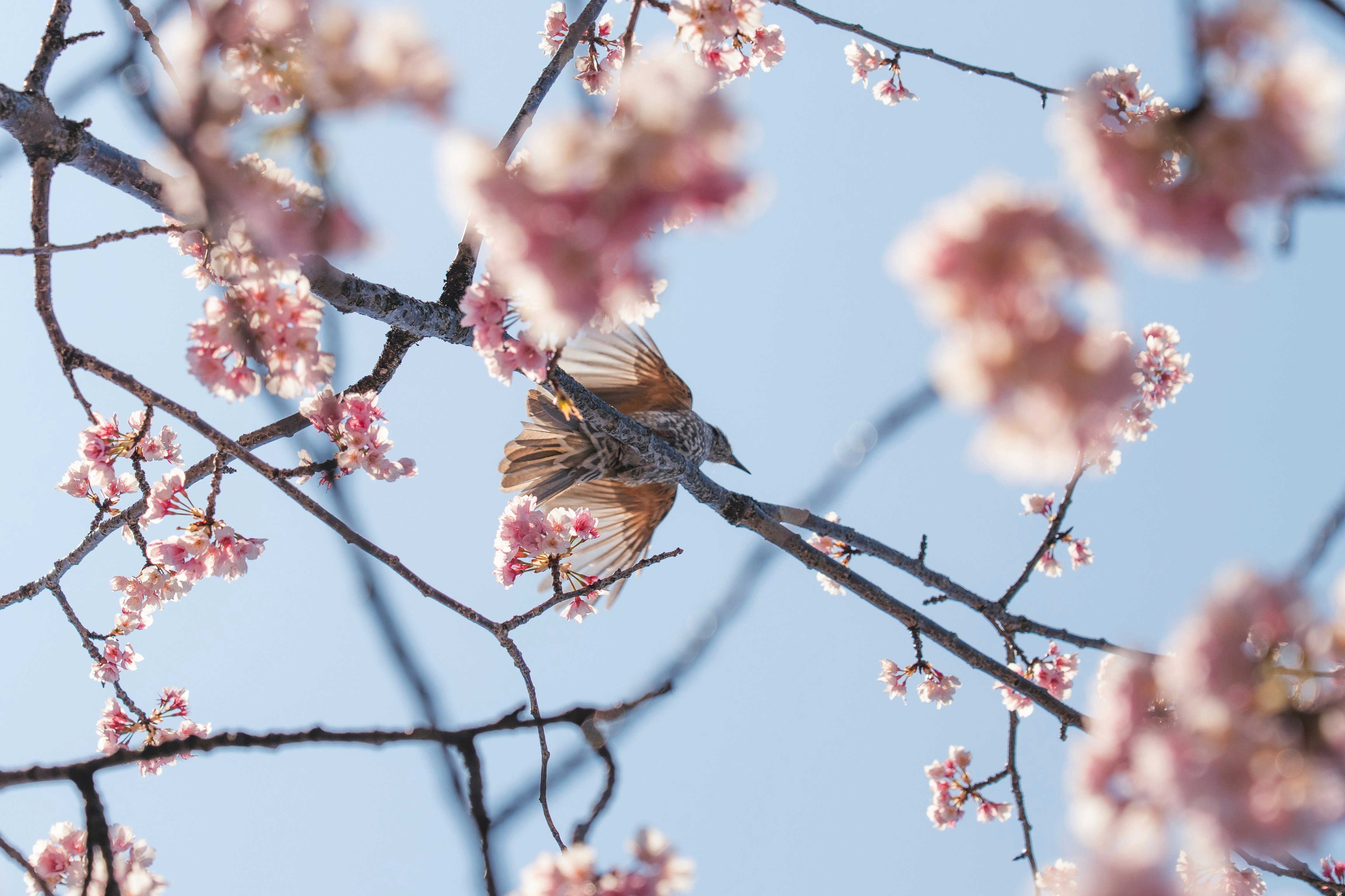 Frühlingshimmel mit einem kleinen Vogel auf Kirschblüten