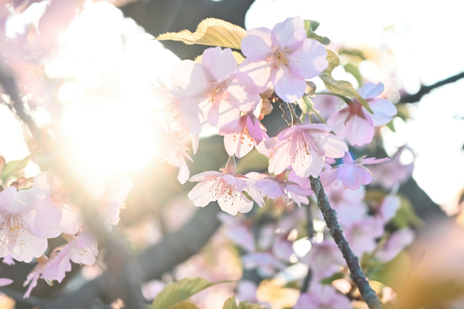 Kirschblüten, die im sanften Sonnenlicht blühen