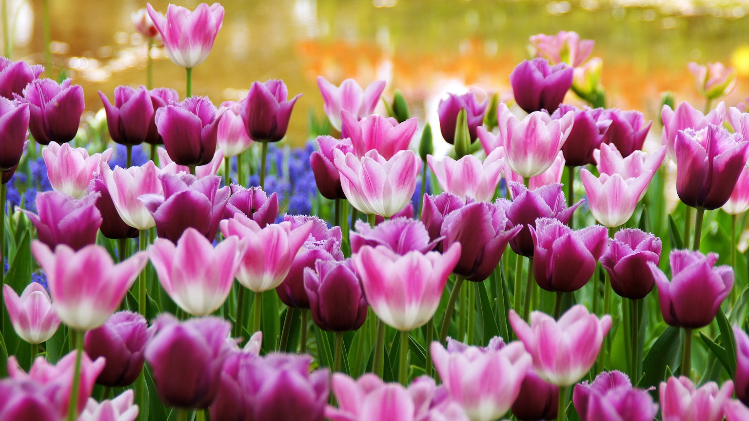 Pameran cerah bunga tulip merah muda dan ungu yang mekar di taman