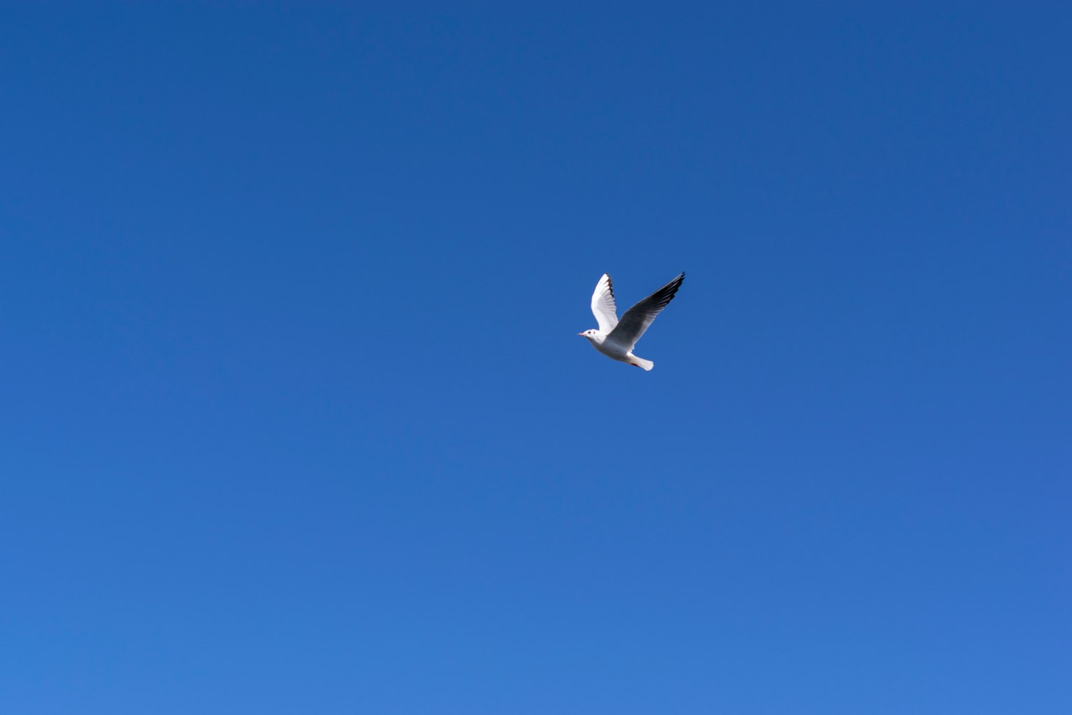 Ein weißer Vogel fliegt in einem klaren blauen Himmel