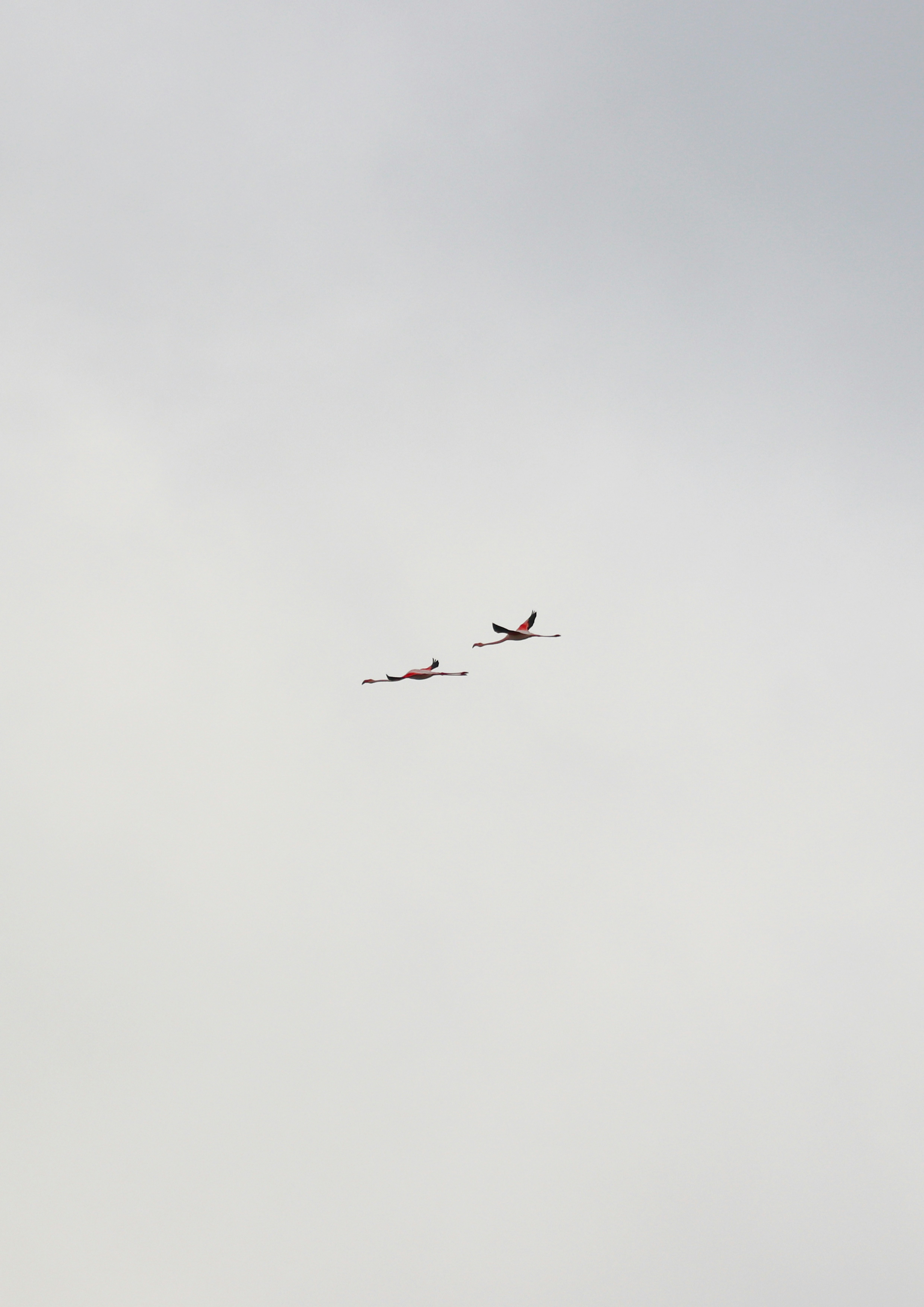 エブロ川デルタの空を滑空するフラミンゴの群れ