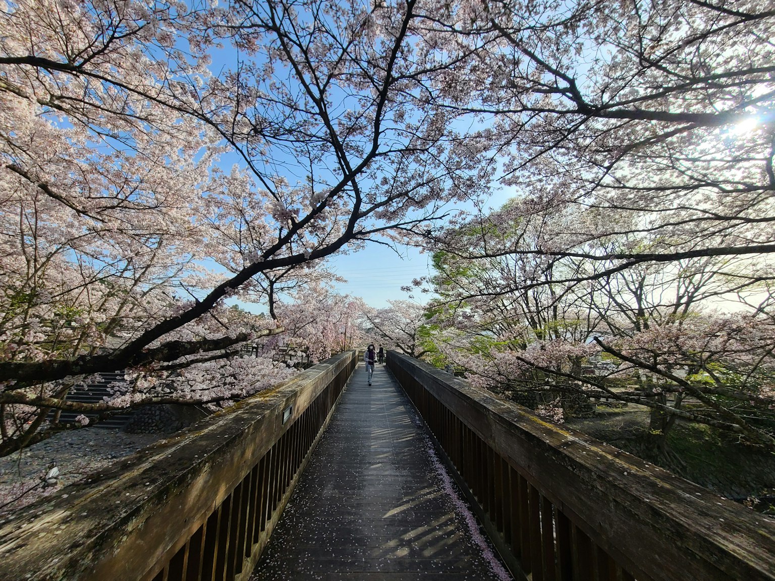 Jalur di antara pohon sakura dengan orang-orang yang berjalan