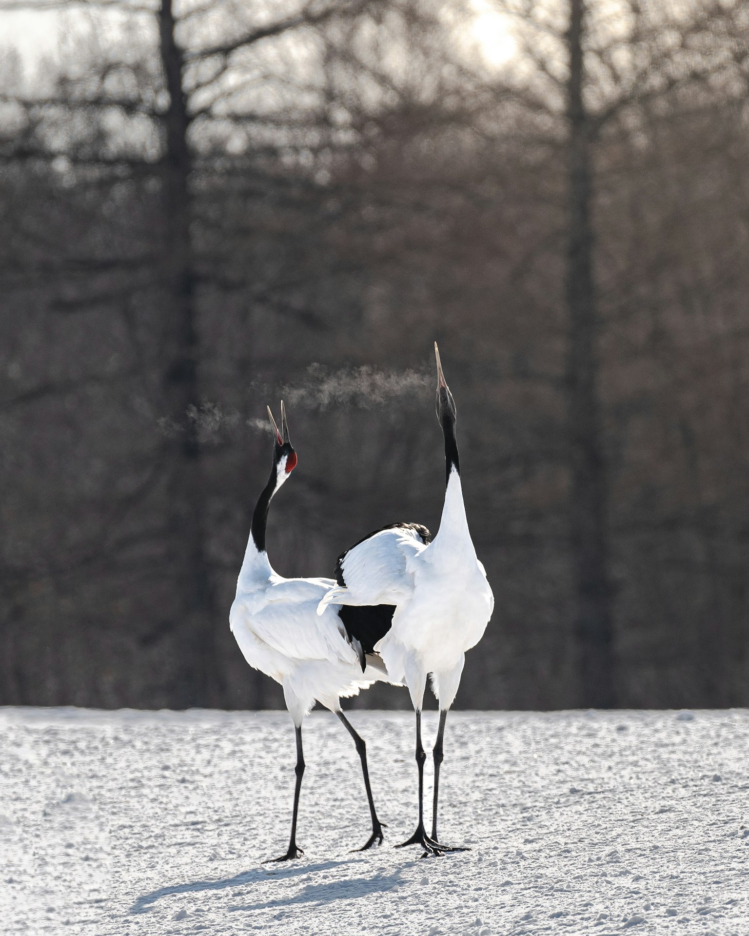 photo-2D7ZK0HWh0CCWRl5ws2u-image