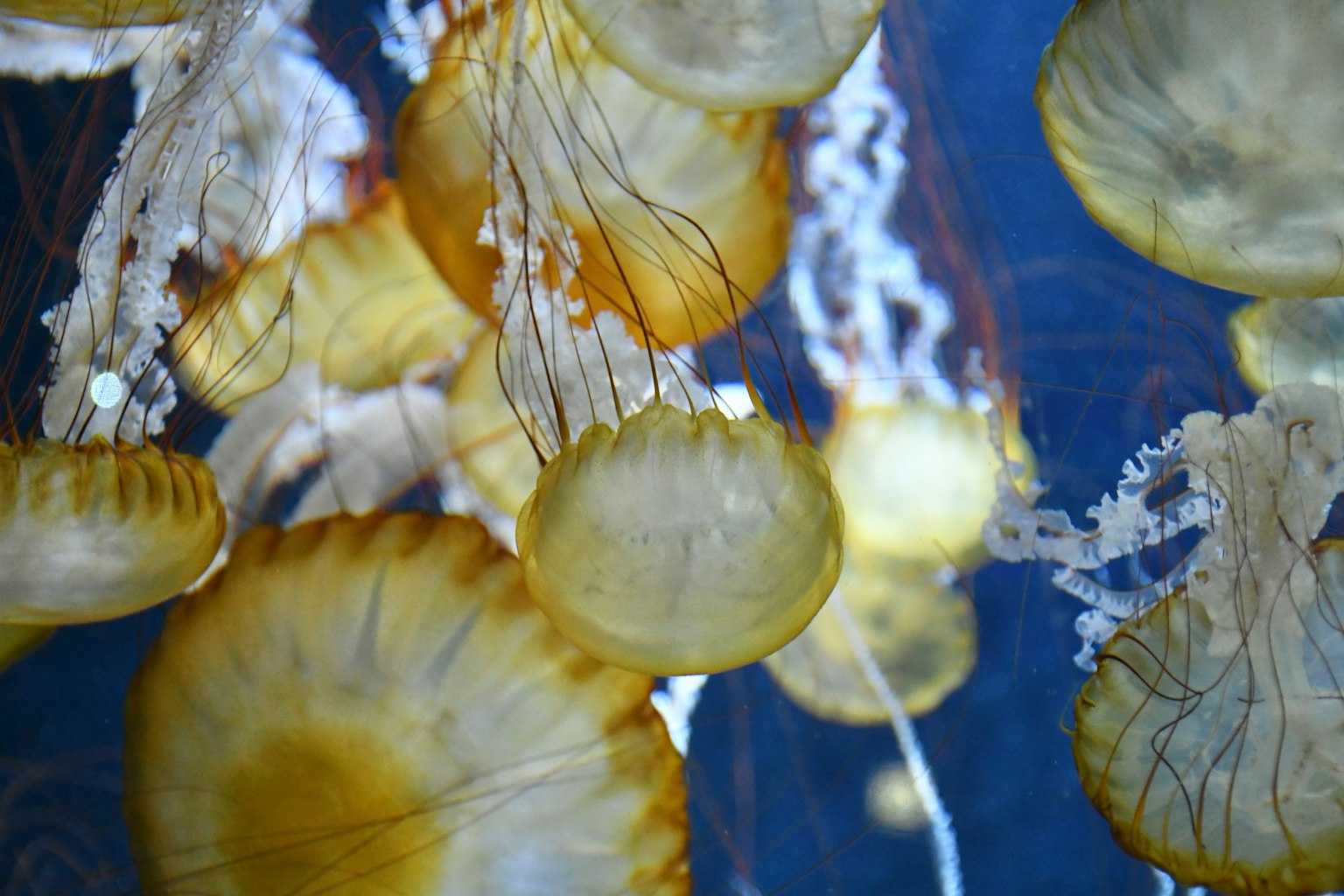 Un gruppo di meduse che fluttuano sott'acqua con campane gialle e trasparenti