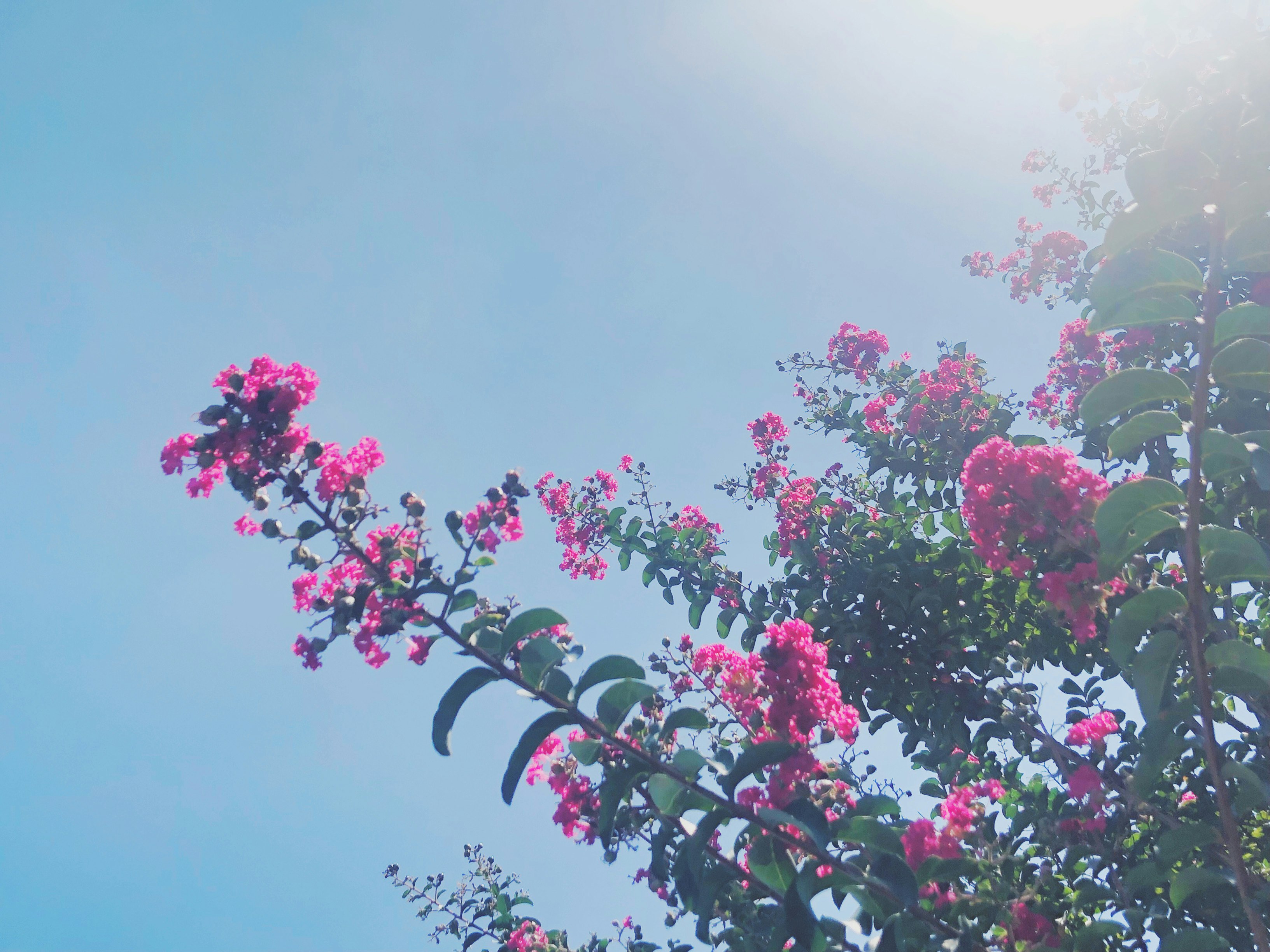 Pink crepe myrtle blossoms against a blue sky