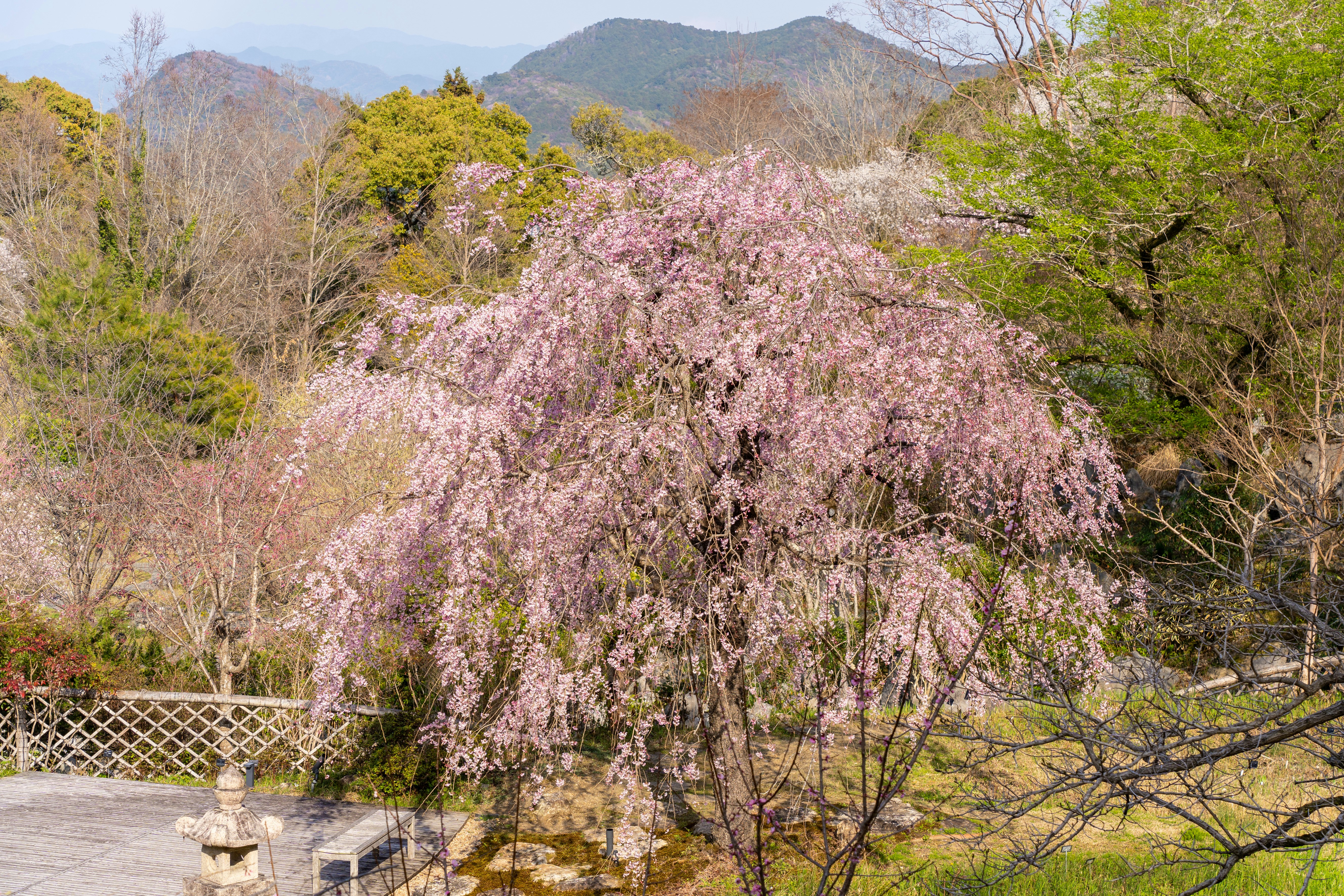 山あいの風景に咲くしだれ桜の木