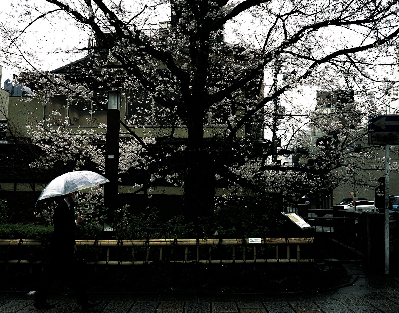 Scena urbana con albero di ciliegio e persona con ombrello