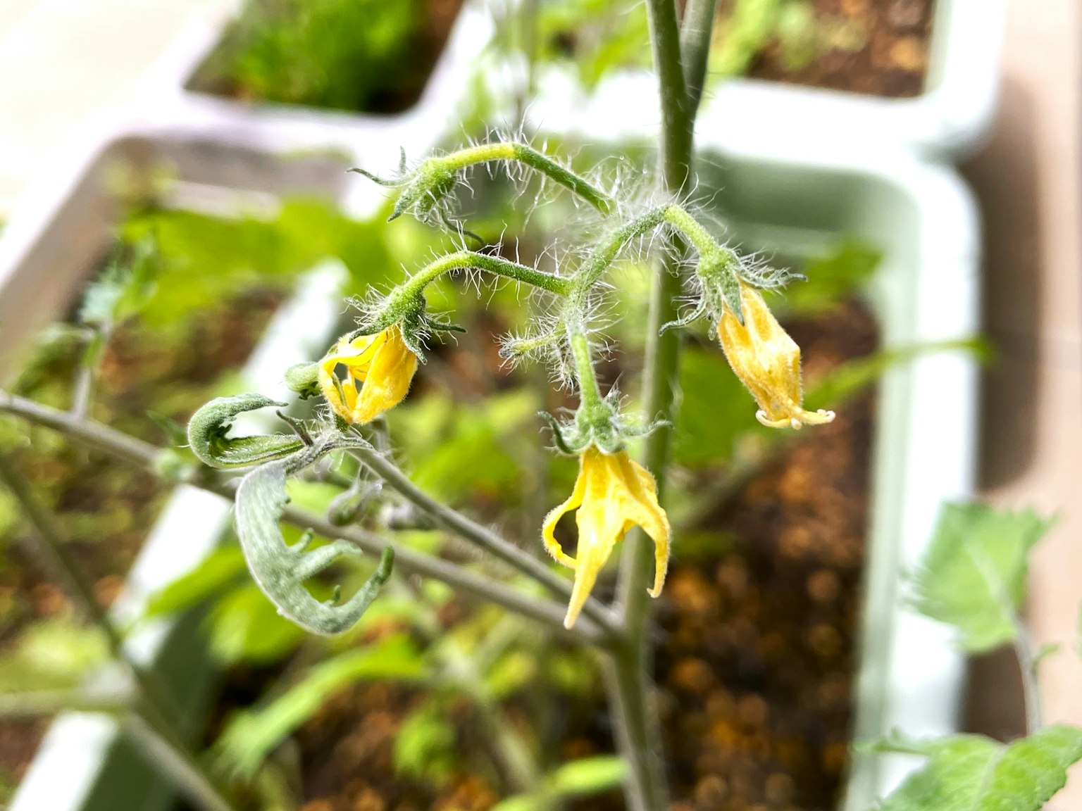 Close-up of a tomato plant with yellow flowers