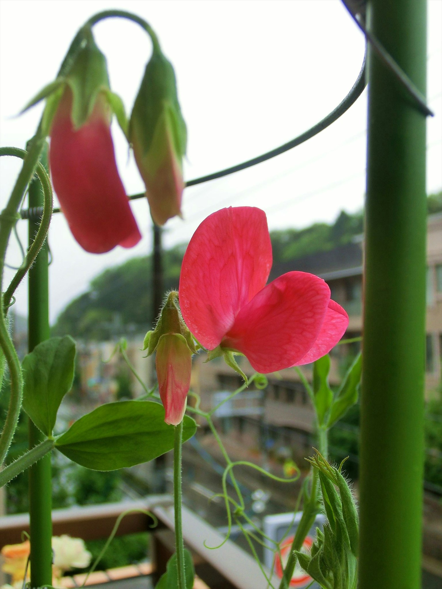 綠色植物上的粉紅色甜豌豆花和花苞