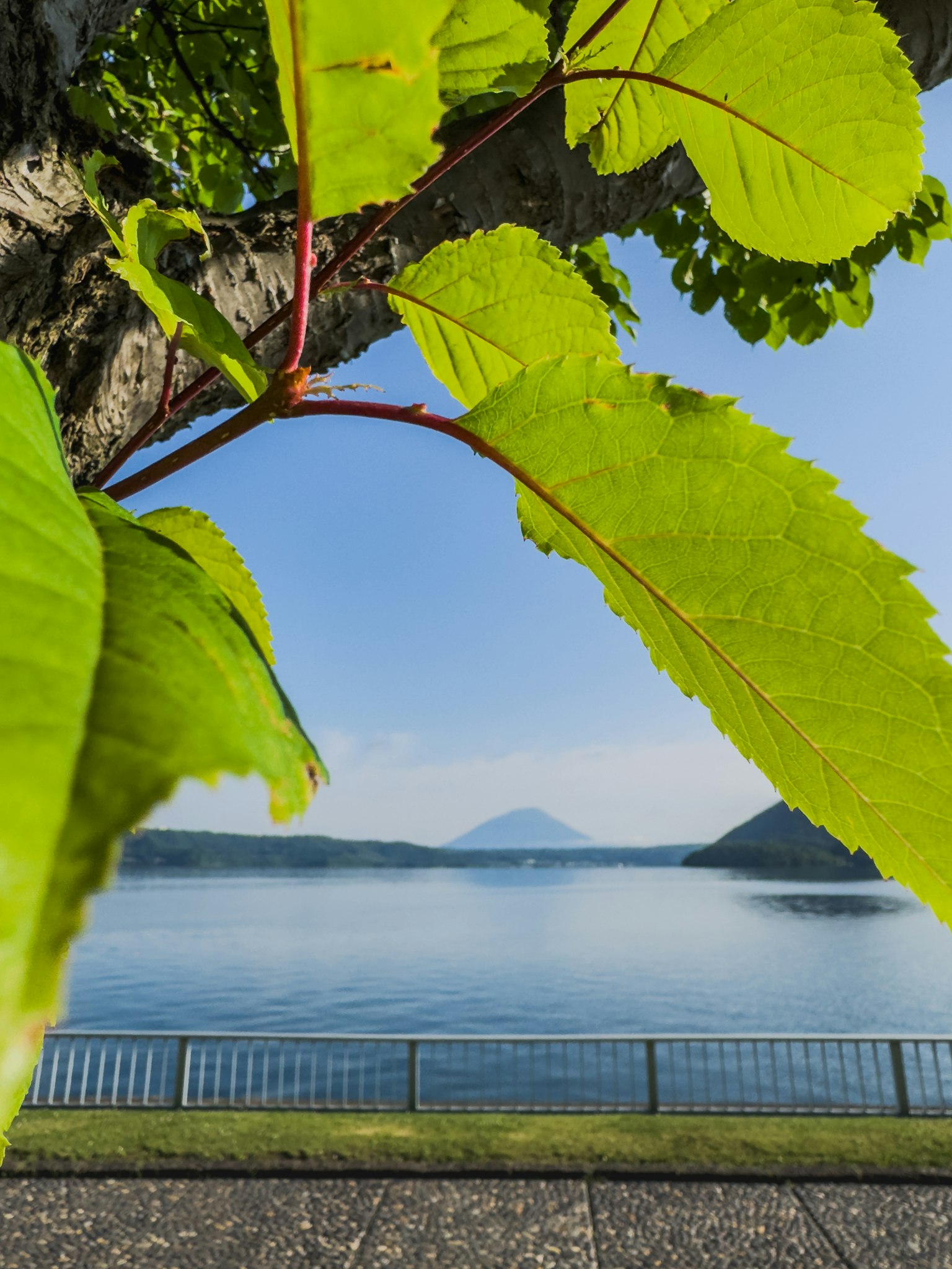 Feuilles vertes encadrant un lac et une vue sur la montagne