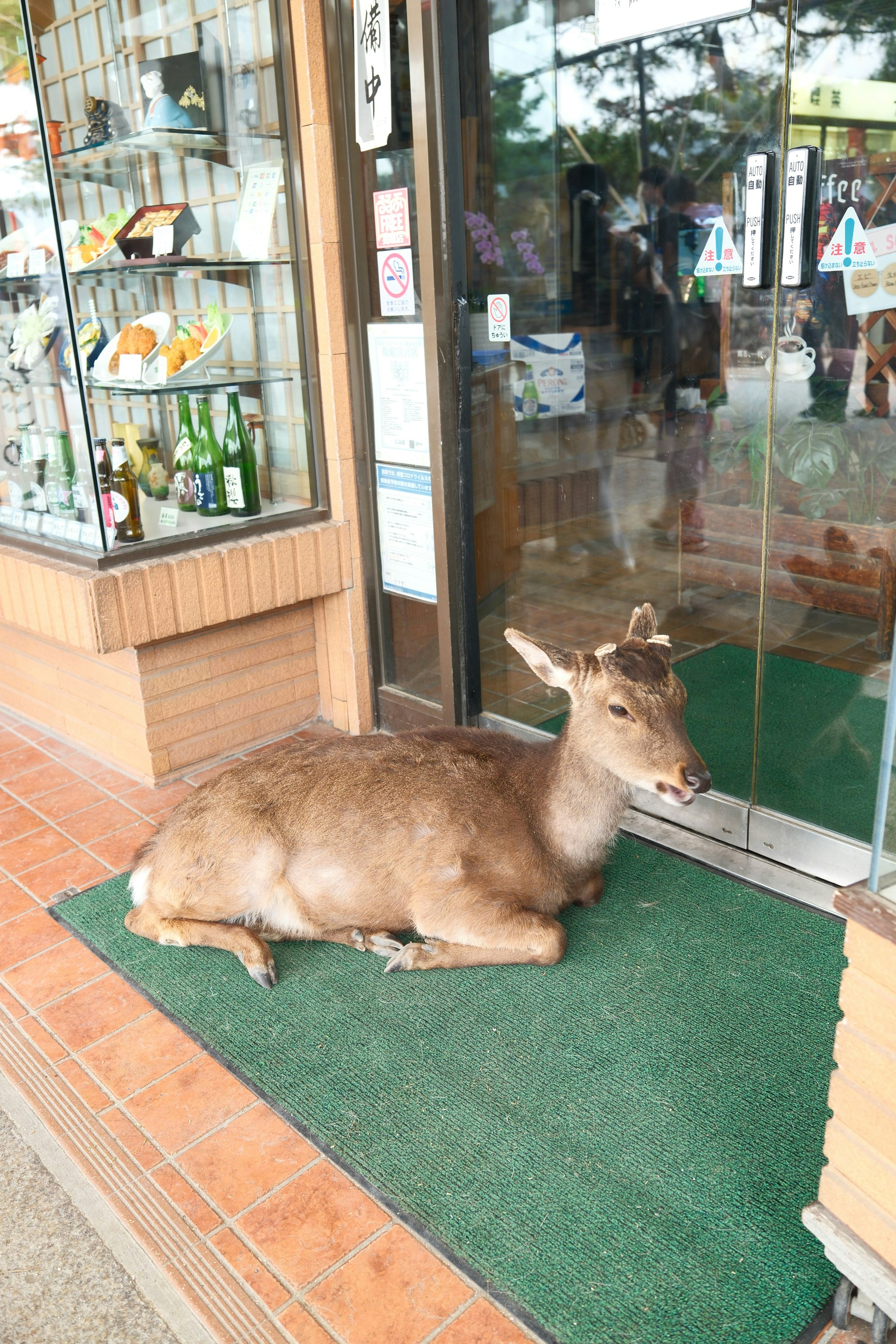 宮島の店先にいる鹿