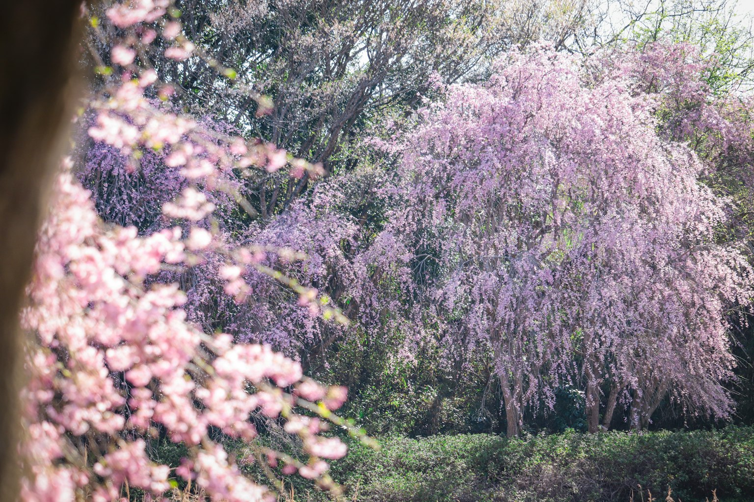 Bellissimi alberi di ciliegio in fiore