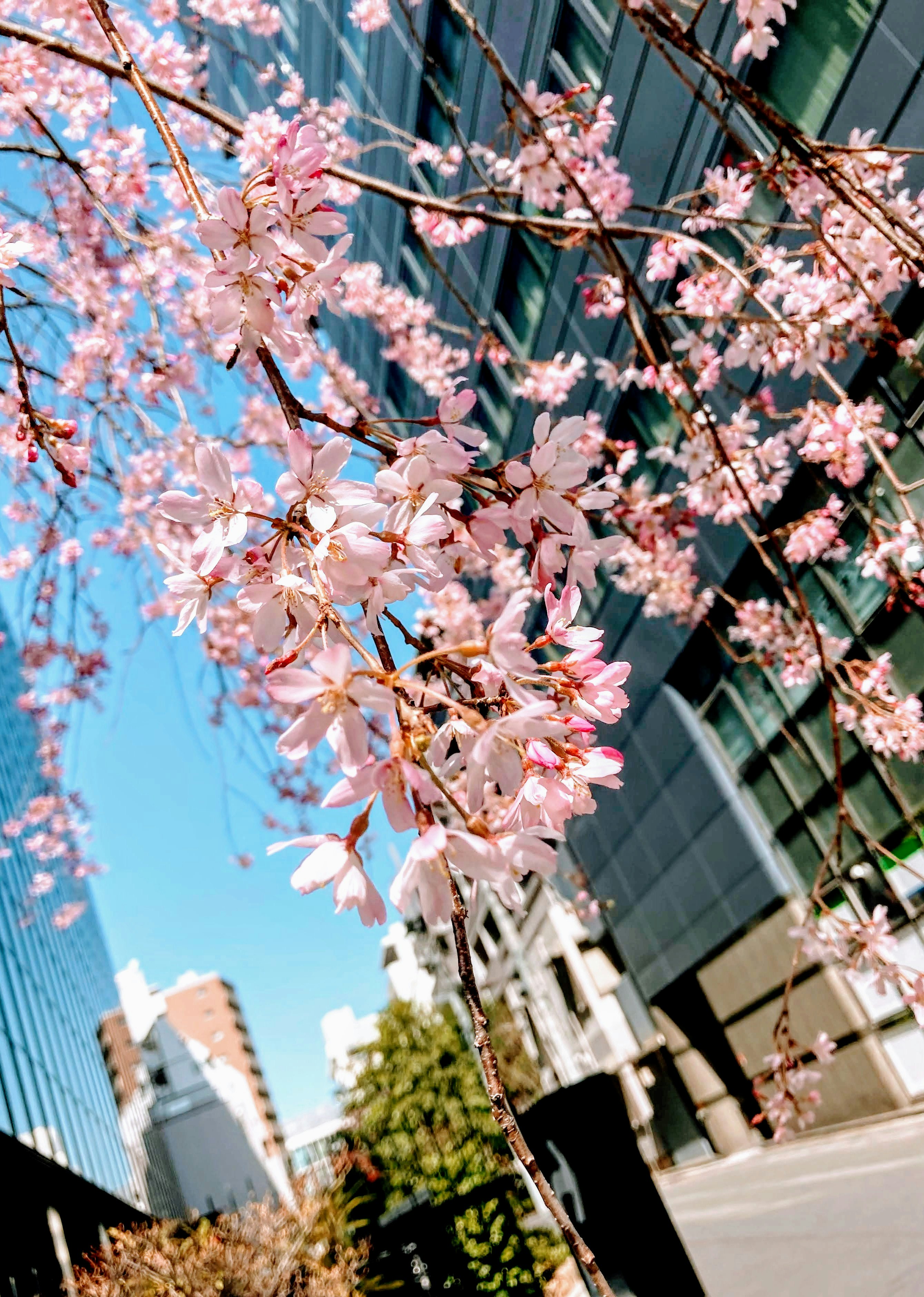 青空と桜の花が咲く街路の並木