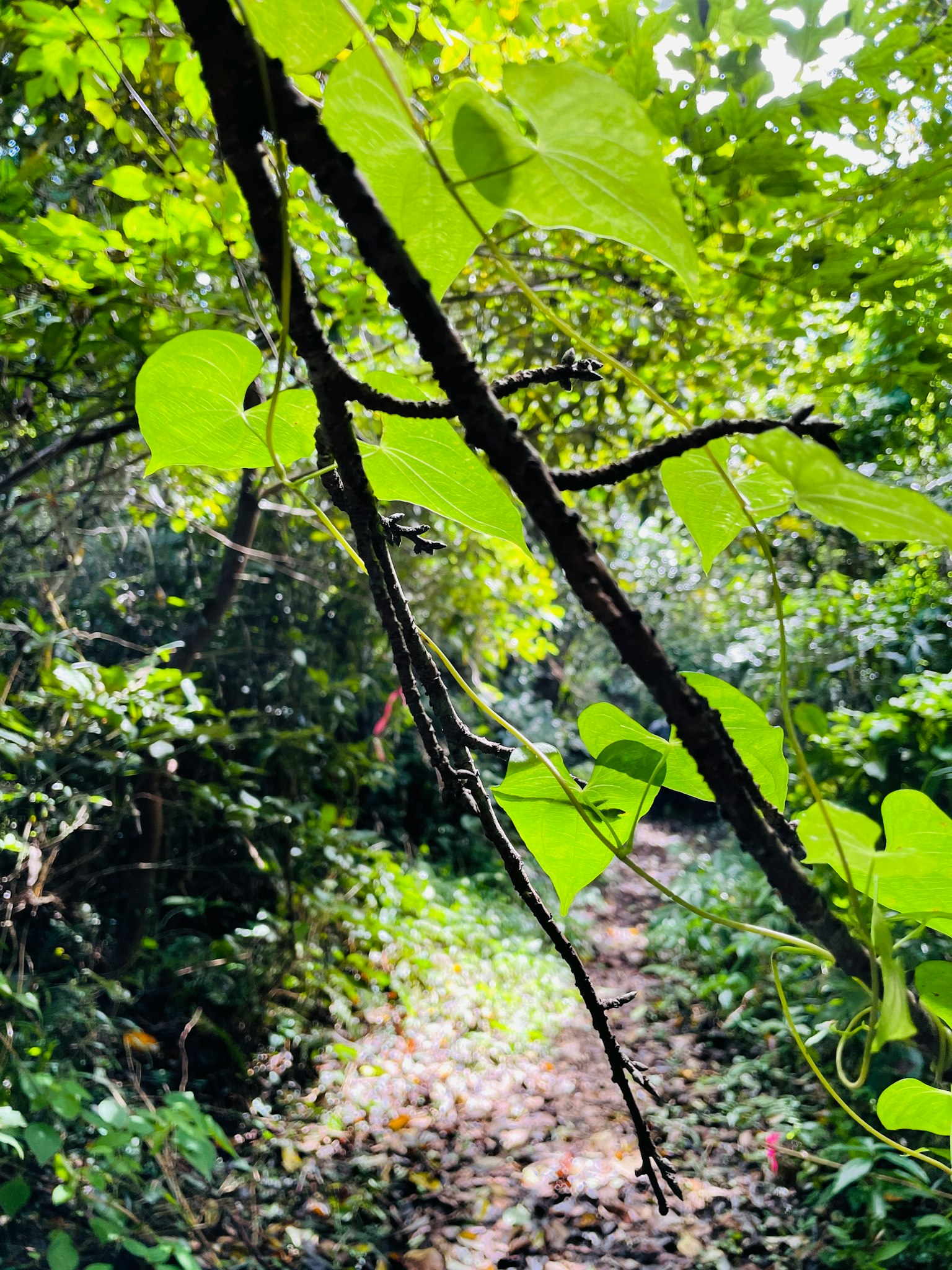 Pemandangan hutan dengan daun hijau dan jalan sempit