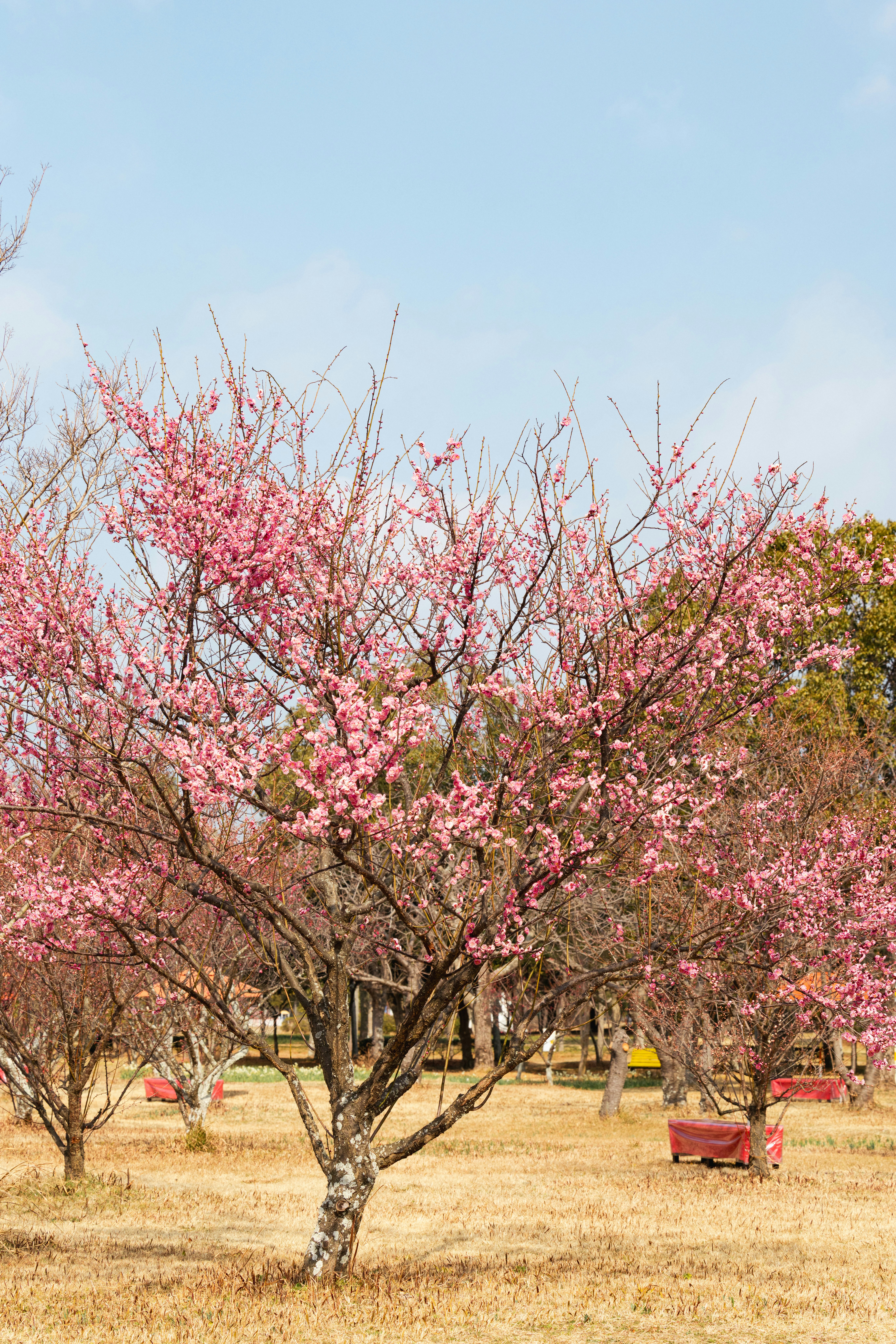 梅の花が咲く庭園の並木