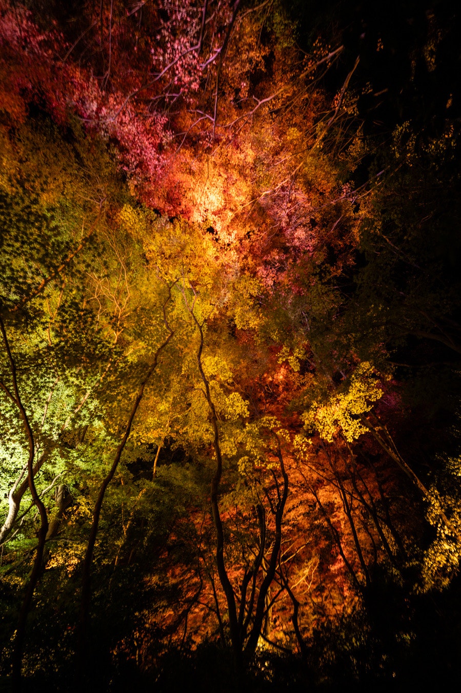Nächtliche Ansicht von beleuchtetem Herbstlaub in Ruriko-in